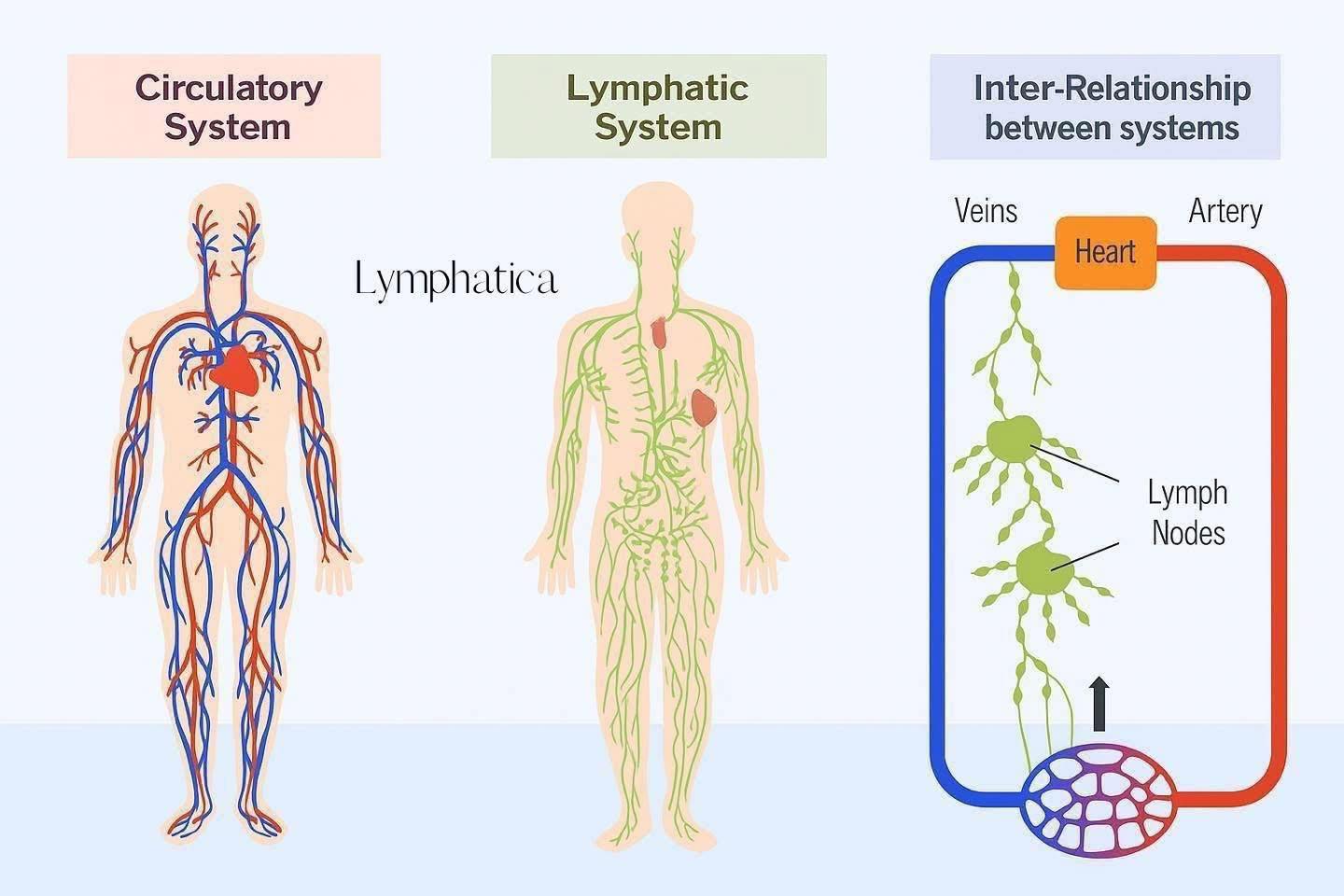 Lymphatica - 🫀🧬 The Circulatory and Lymphatic Systems: A Vital ...