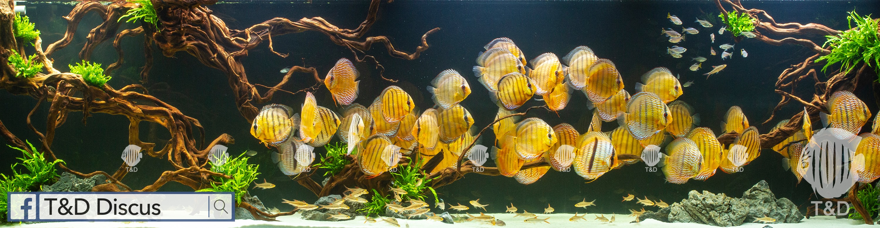 A new DISCUS story just... - 台灣魚雜誌社 Fish Magazine TW | Facebook