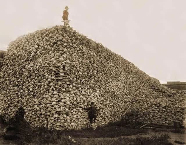 Old - Before European settlement, over 60 million buffalo roamed across ...