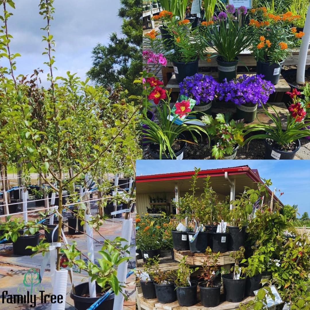 Family Tree | Rochester MN