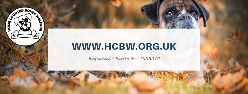 Home Counties Boxer Welfare Fundraising Page Home Facebook - 