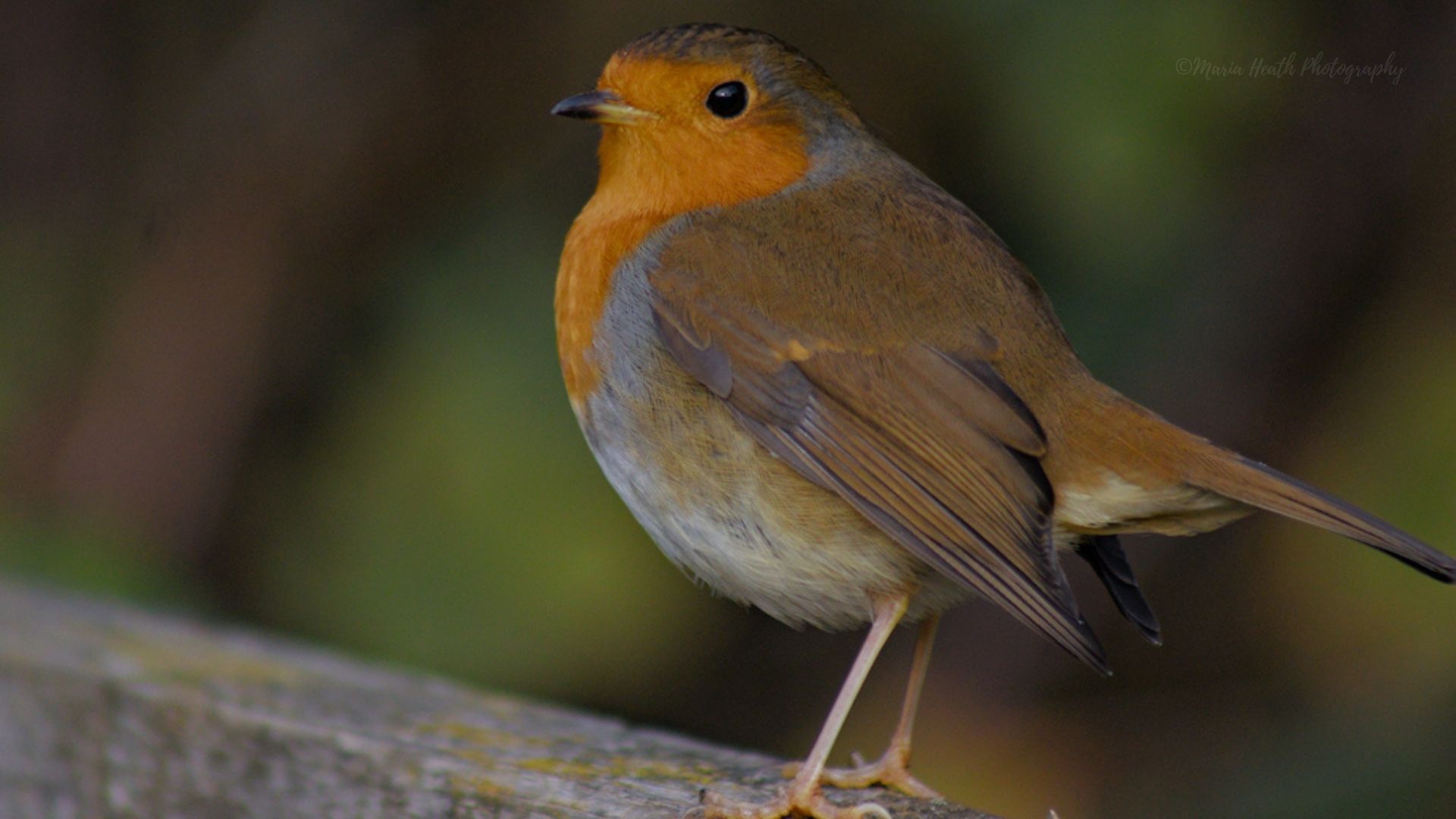 Evening everyone, hope you are well. Here is a selection of photos, of ...