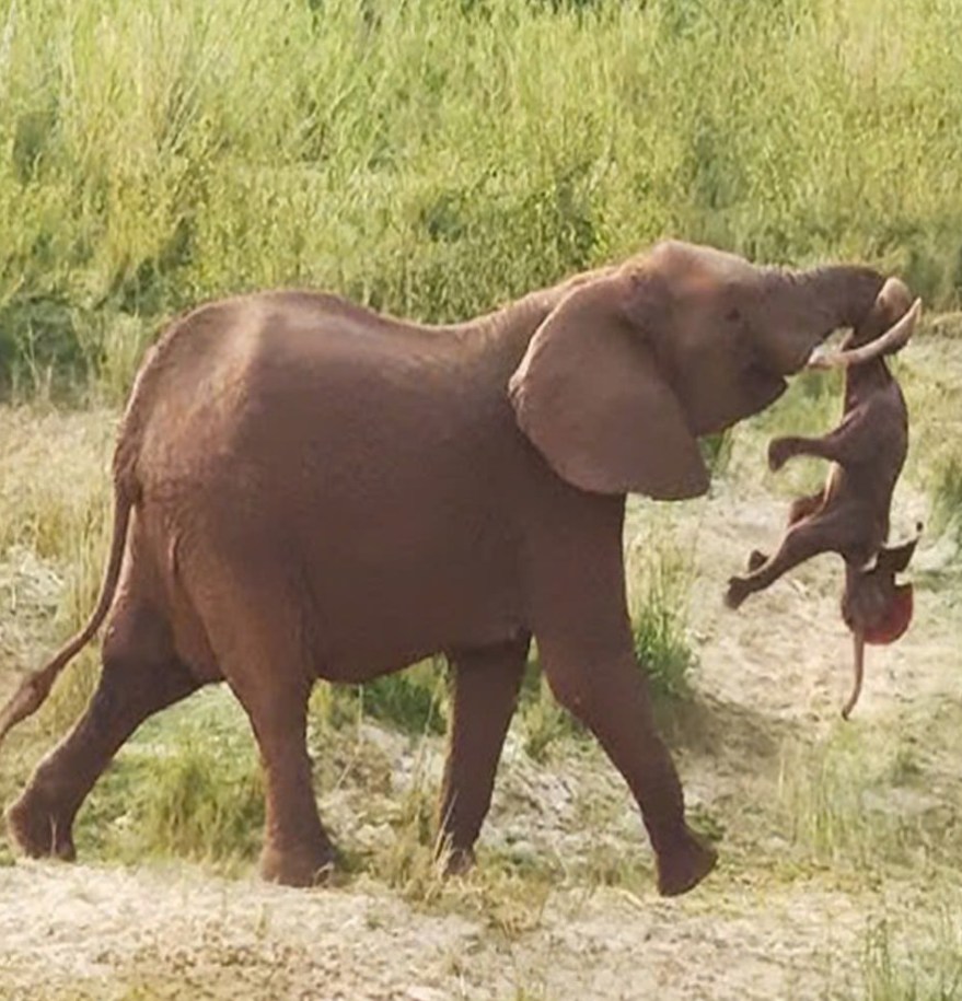 Nature - A mother elephant’s world was shattered when her calf passed ...
