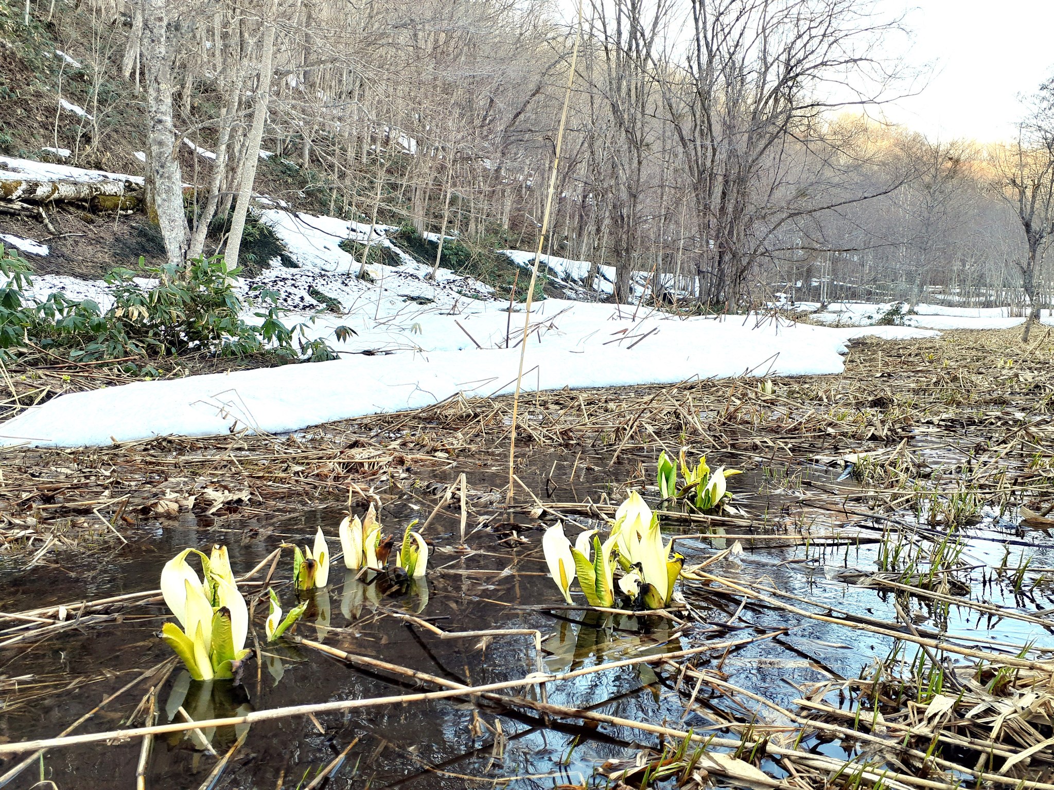 雪解けから水芭蕉（ミズバショウ）が顔を出し始めました】 令和8年4月9 
