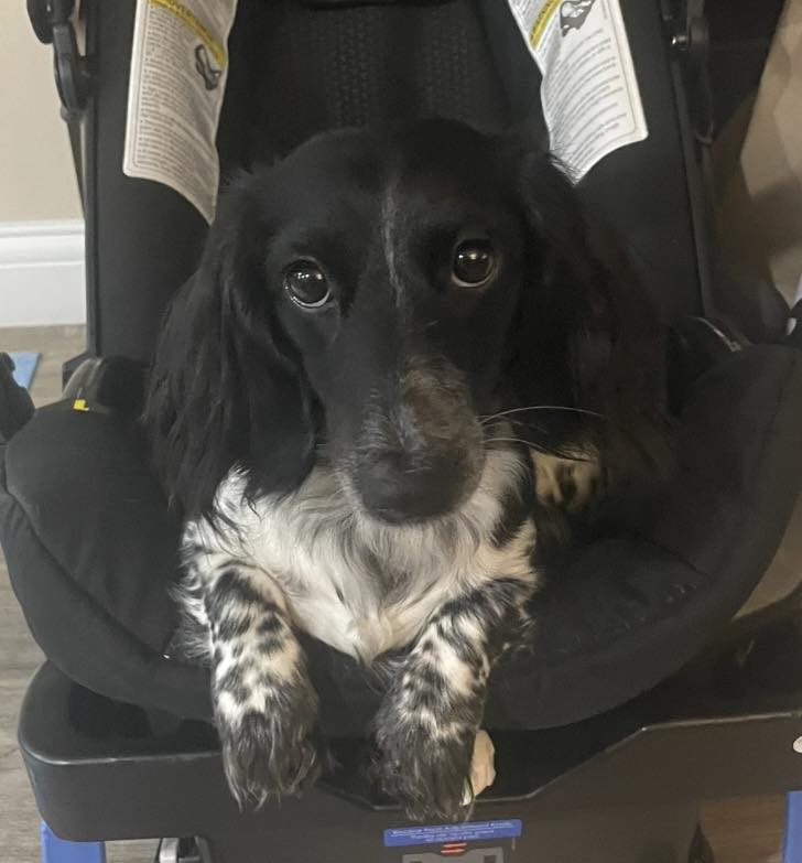 DRSF Welcomes Sally May... - Dachshund Rescue South Florida | Facebook