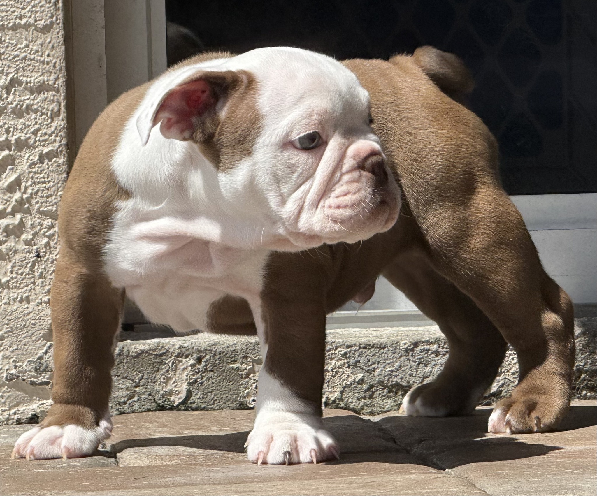 Bulldog Country | Parrish FL