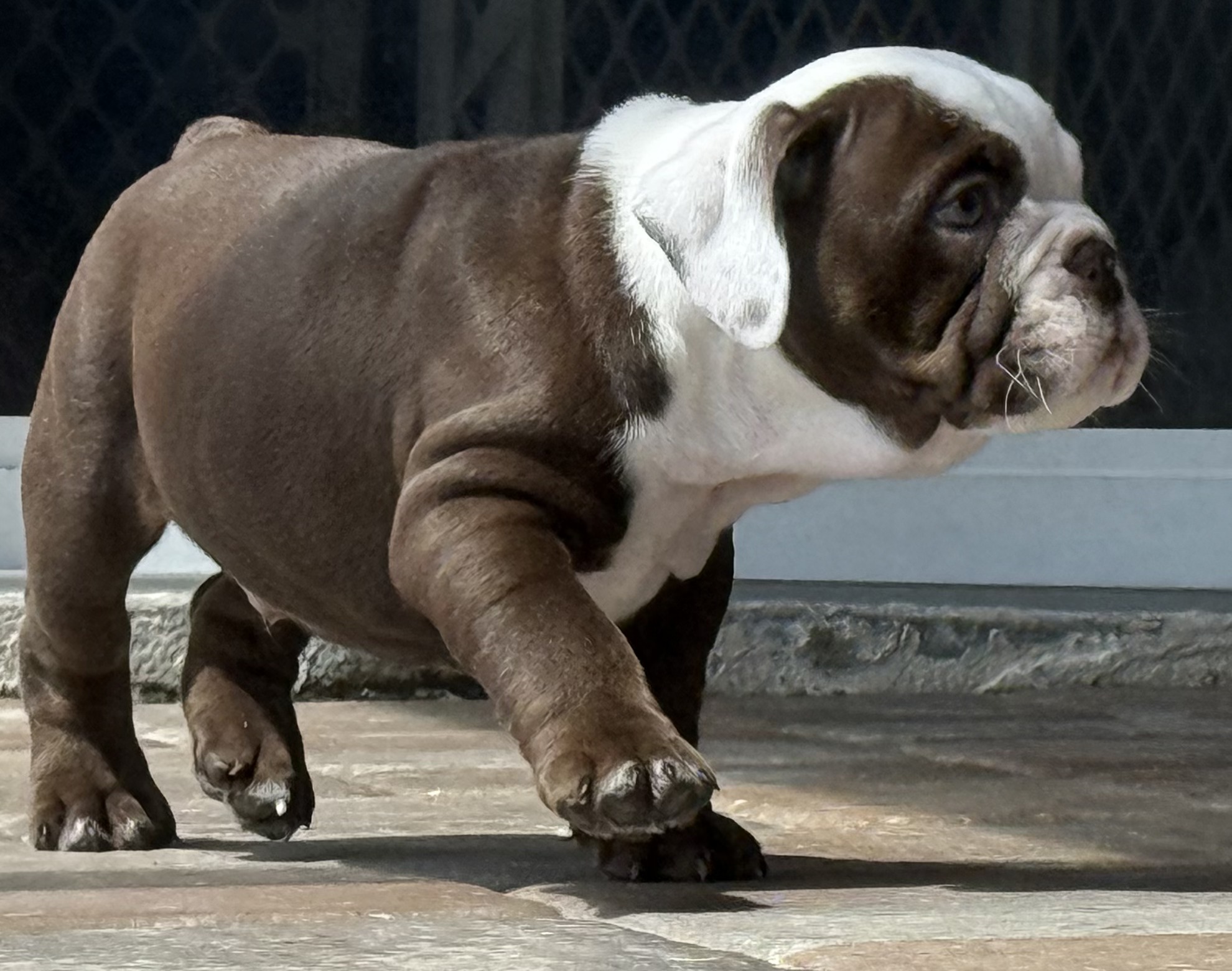 Pelagiia i belyi buldog. Pelagiia … Bulldog Country | Parrish FL