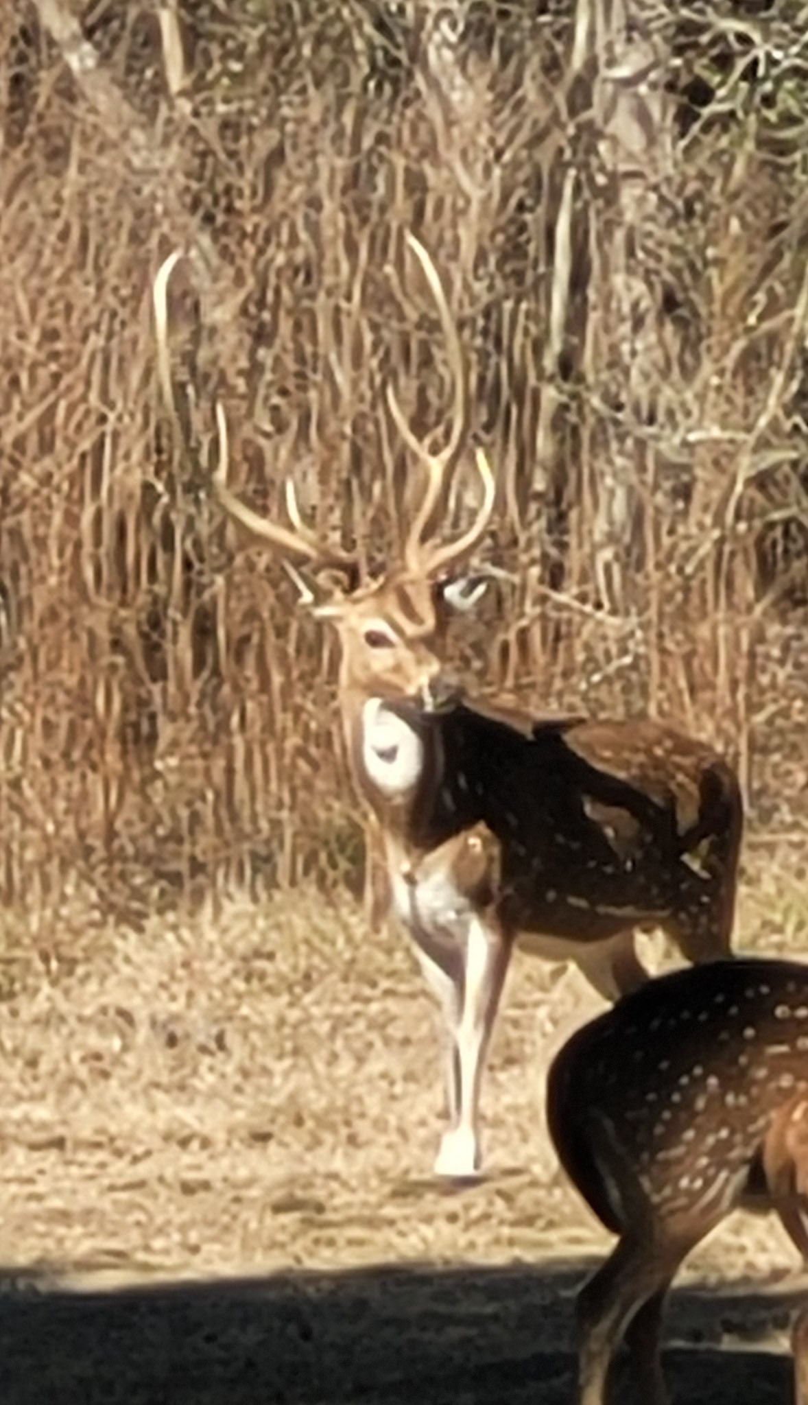 Talltines Exotic Deer Ranch | Huntington TX