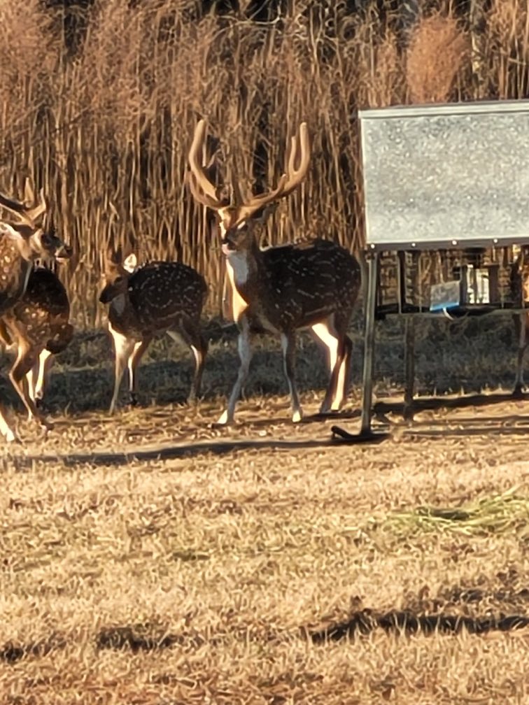 Talltines Exotic Deer Ranch | Huntington TX