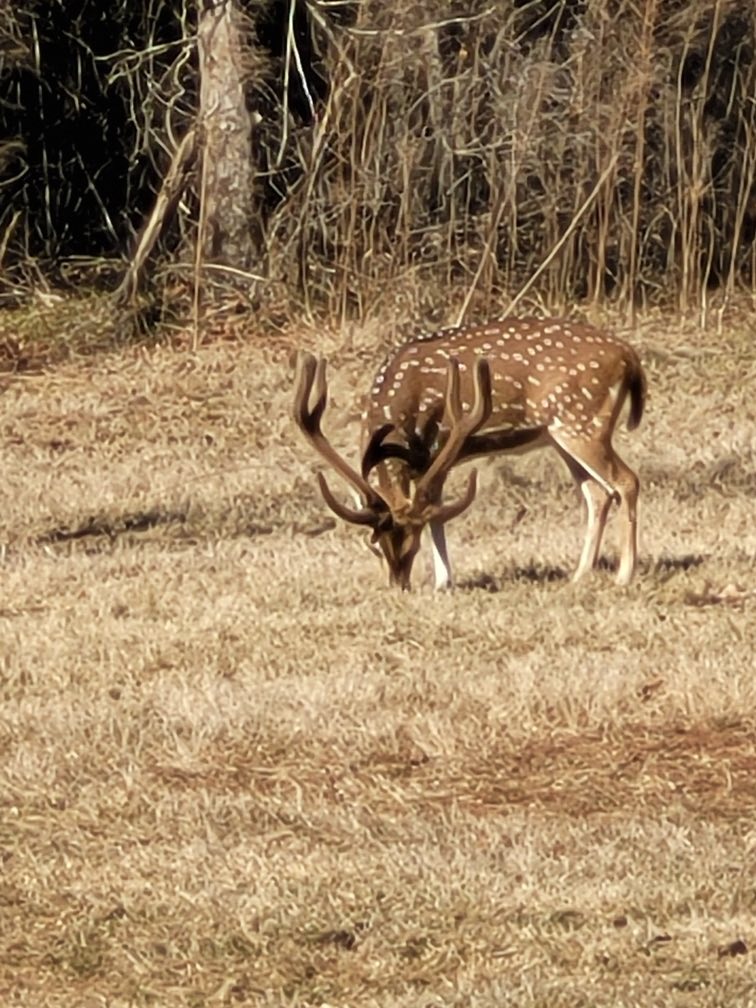 Talltines Exotic Deer Ranch | Huntington TX