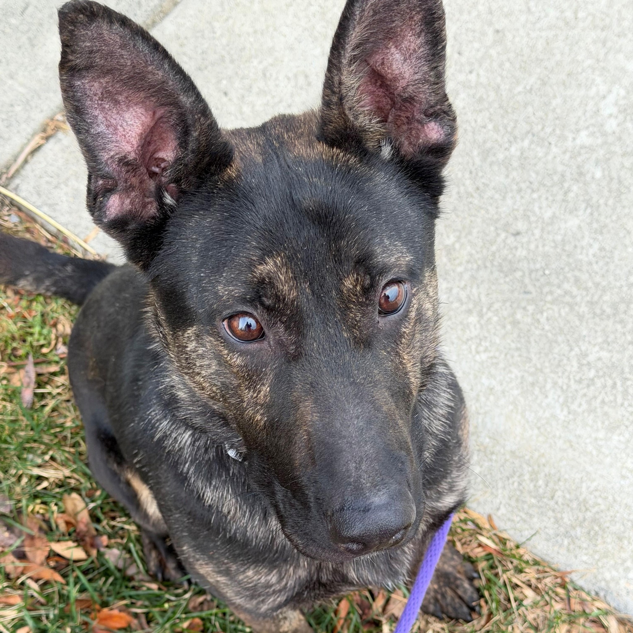 We're... - Prince William County Animal Services Bureau | Facebook
