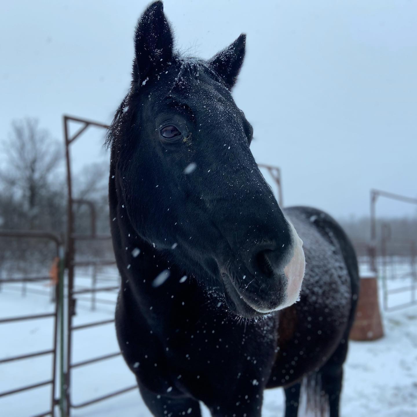 Miracle Ranch - Since we’re seeing posts about National...