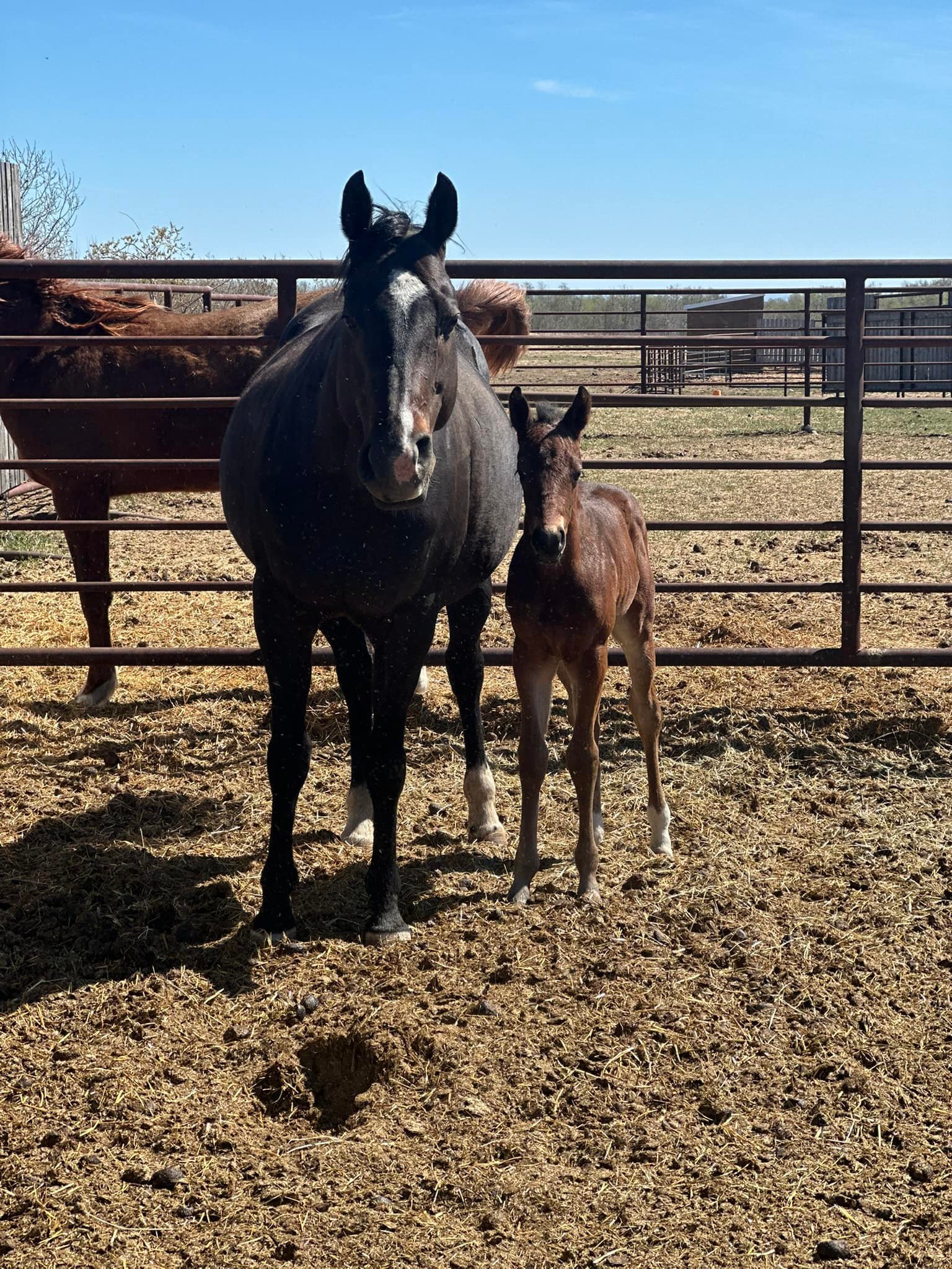 Broken Spur Ranch - What babies do you have planned for 2025? | Facebook