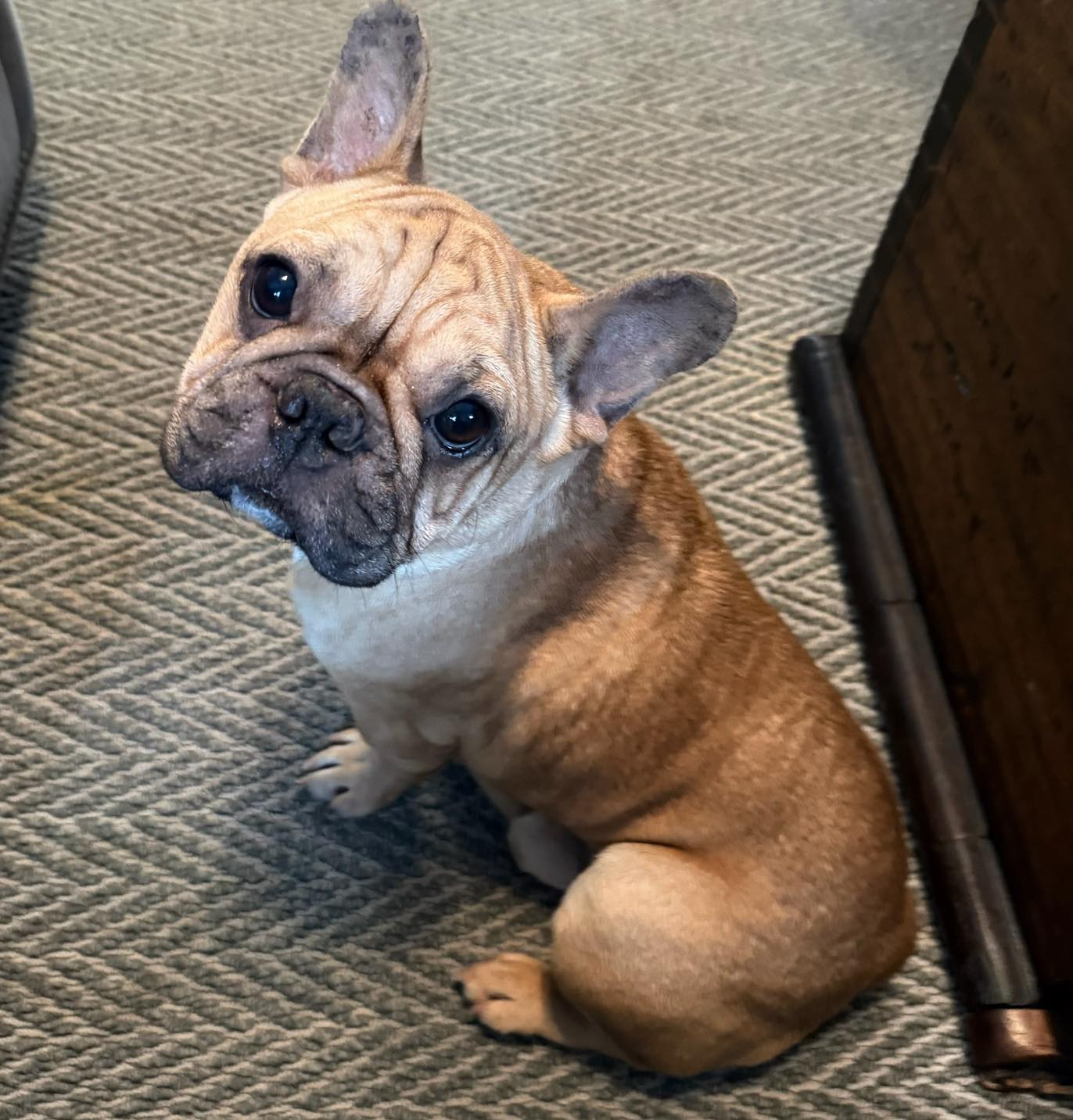 𝗠𝗲𝗲𝘁 𝗗𝗿𝗲𝗮𝘂𝘅 🩵 26 pounds of... - Sandy Paws Rescue Inc. | Facebook