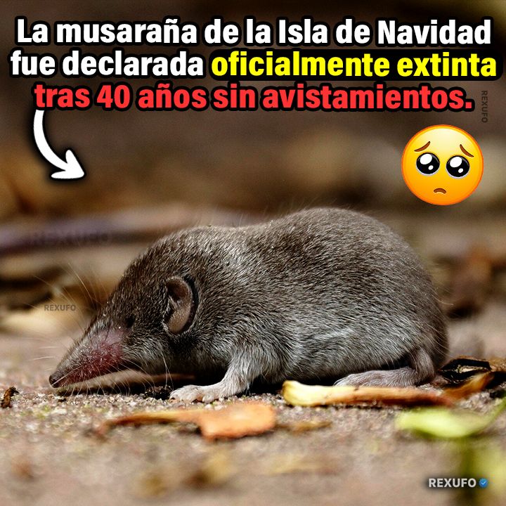 Rexufo - La musaraña de la Isla de Navidad (Crocidura trichura) era la ...