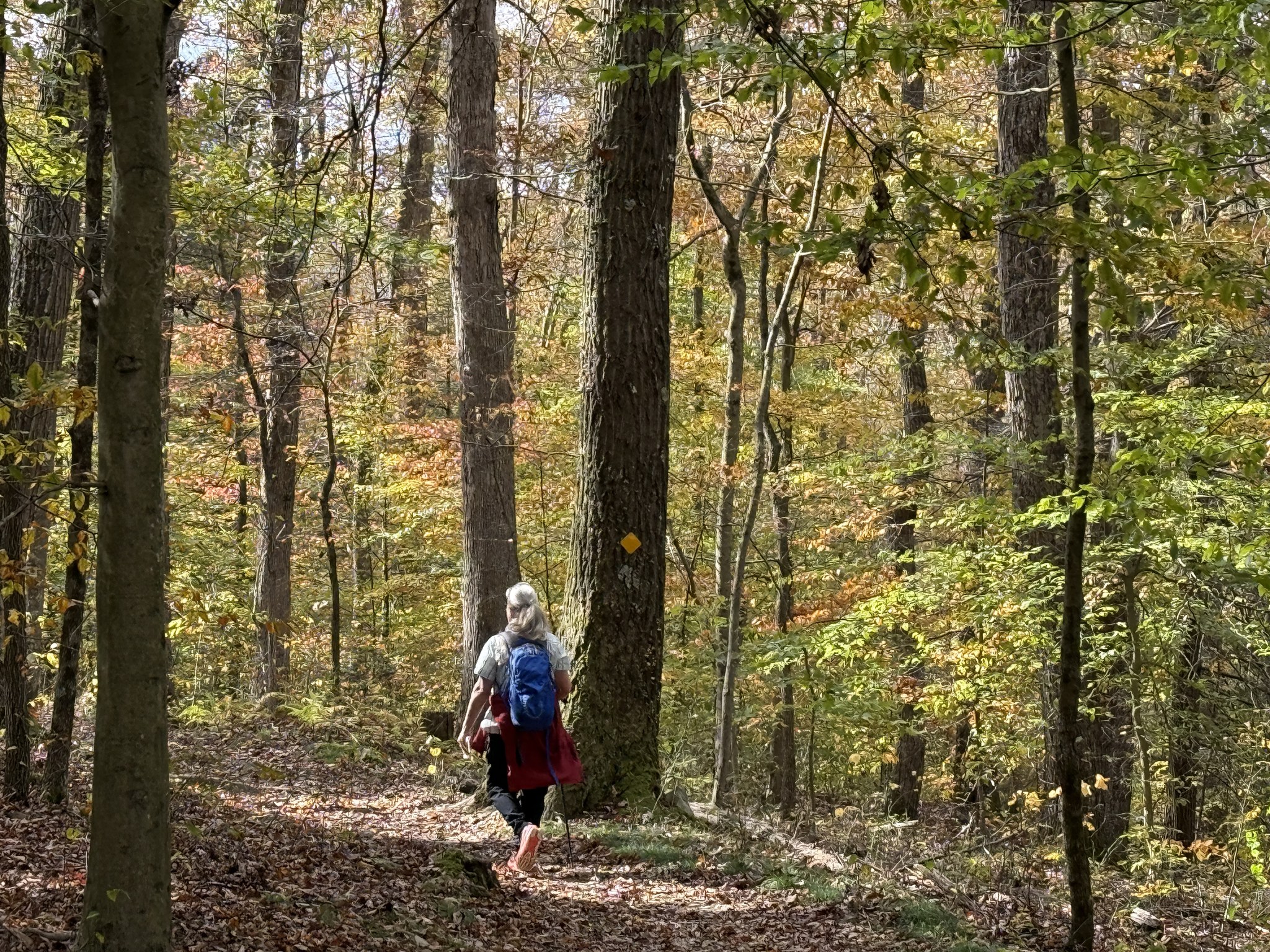Wandering - Alum Cave Trail - Audra State Park Alum Cave Trail which ...
