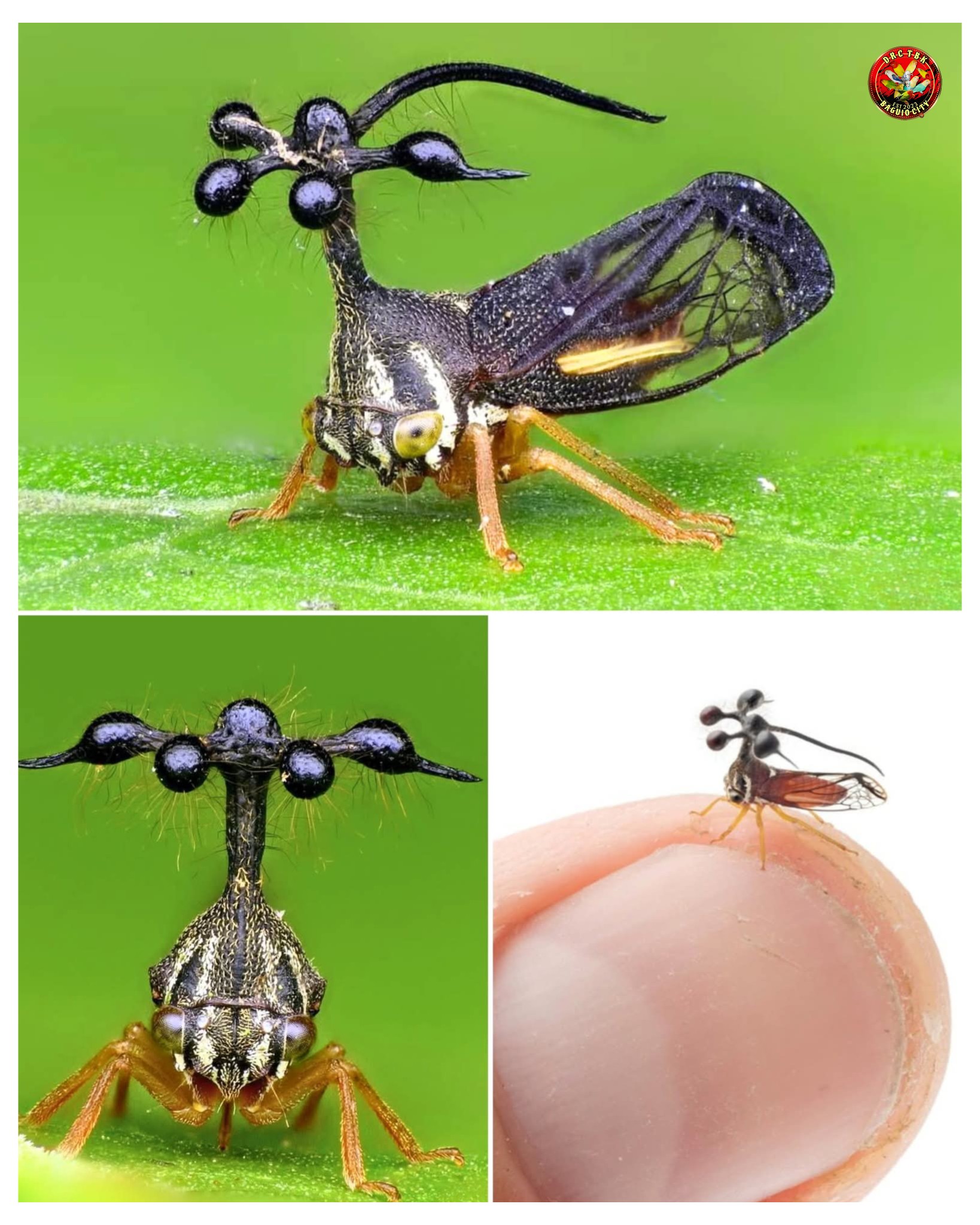 Fak Fak Long eye Brachycera　47mm(eye) WHAT IS THAT FLY!? 🤯🪰 Introducing you to one of the most BIZARRE