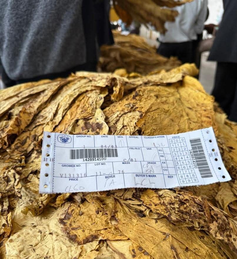 zimbabwe tobacco exports Zimbabwe Tobacco Exports Surge in Early 2026. As at 16 January 2026, Zimbabwe  exported 28.99m kg of tobacco worth US$232.70m, up from 11.60m kg valued at  US$82.70m over the same period last