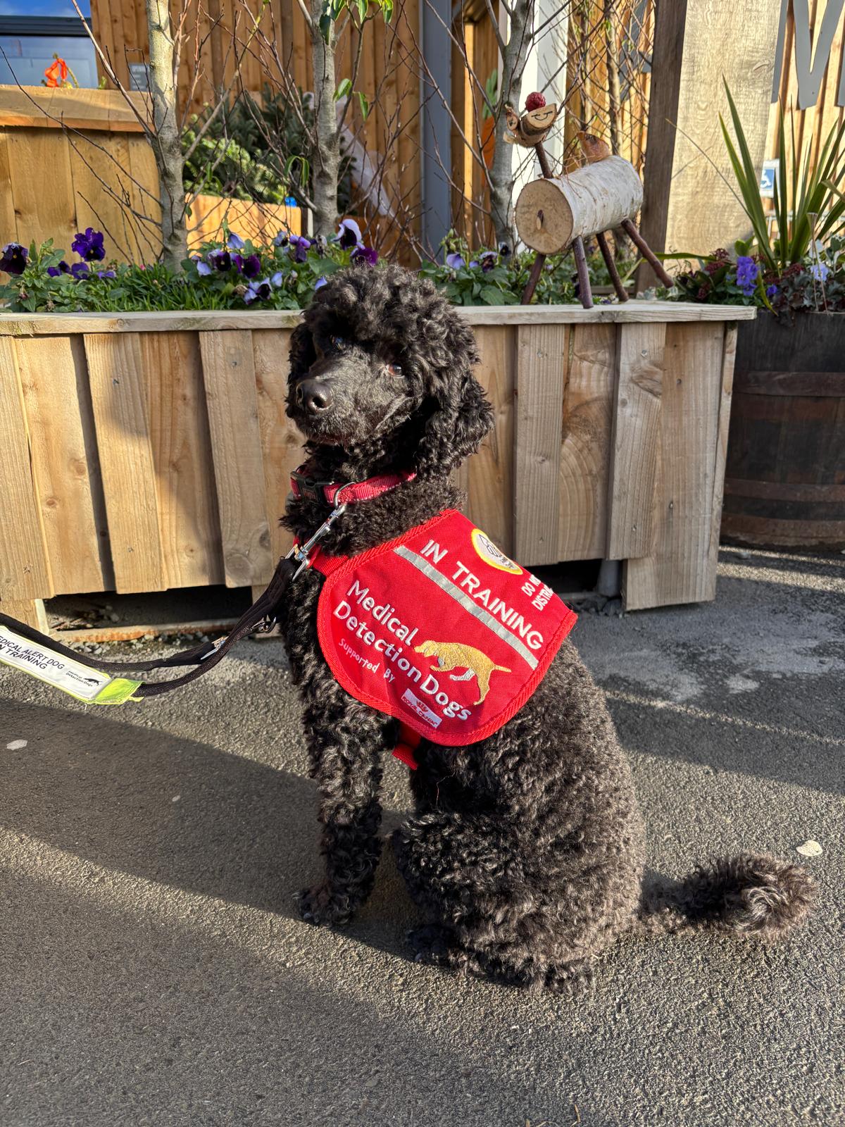 Medical Detection Dogs added a... - Medical Detection Dogs