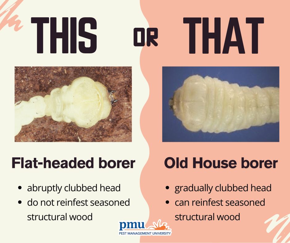 Pest - This or that? Borer edition! PMU is having our once annual WDO ...
