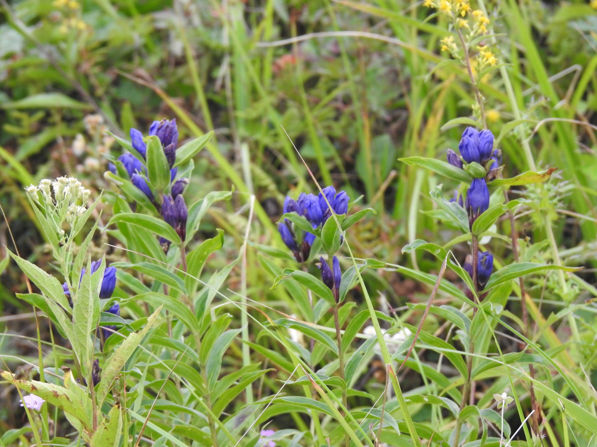 北八ヶ岳・麦草ヒュッテ - 北八ヶ岳・麦草ヒュッテ added a new photo.
