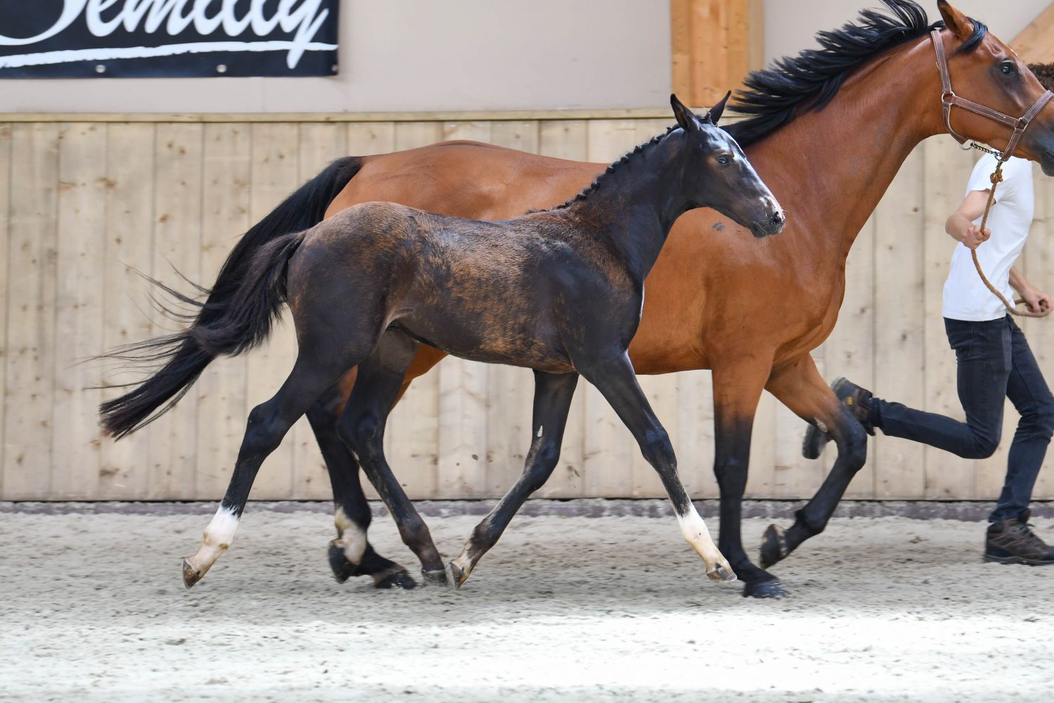 Anyone looking for a lovely eventing-bred foal? PHLASH ROC VENDON