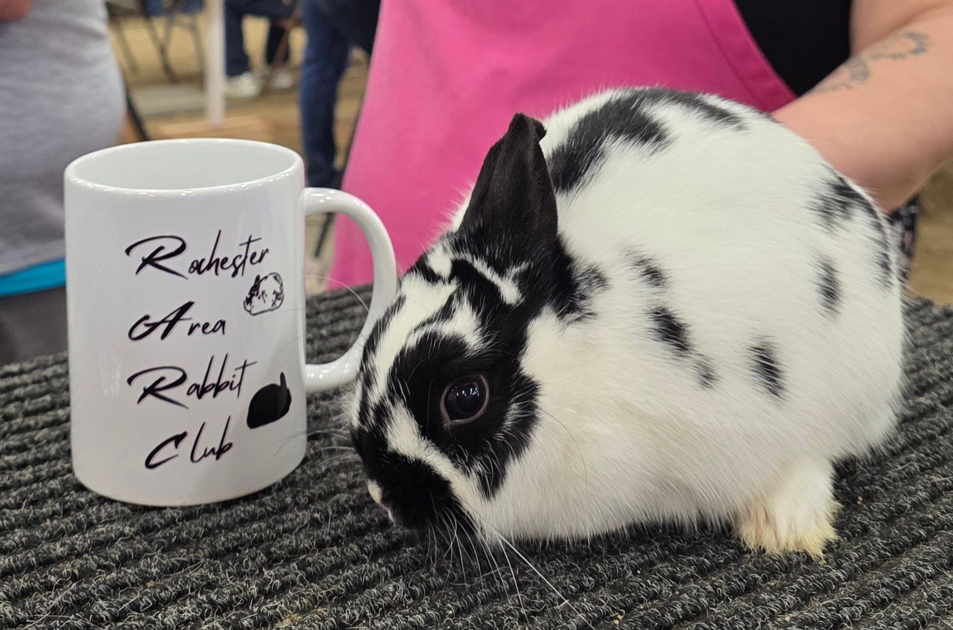 Cedar - Triple show from Rochester Area Rabbit Club in Owatonna today ...