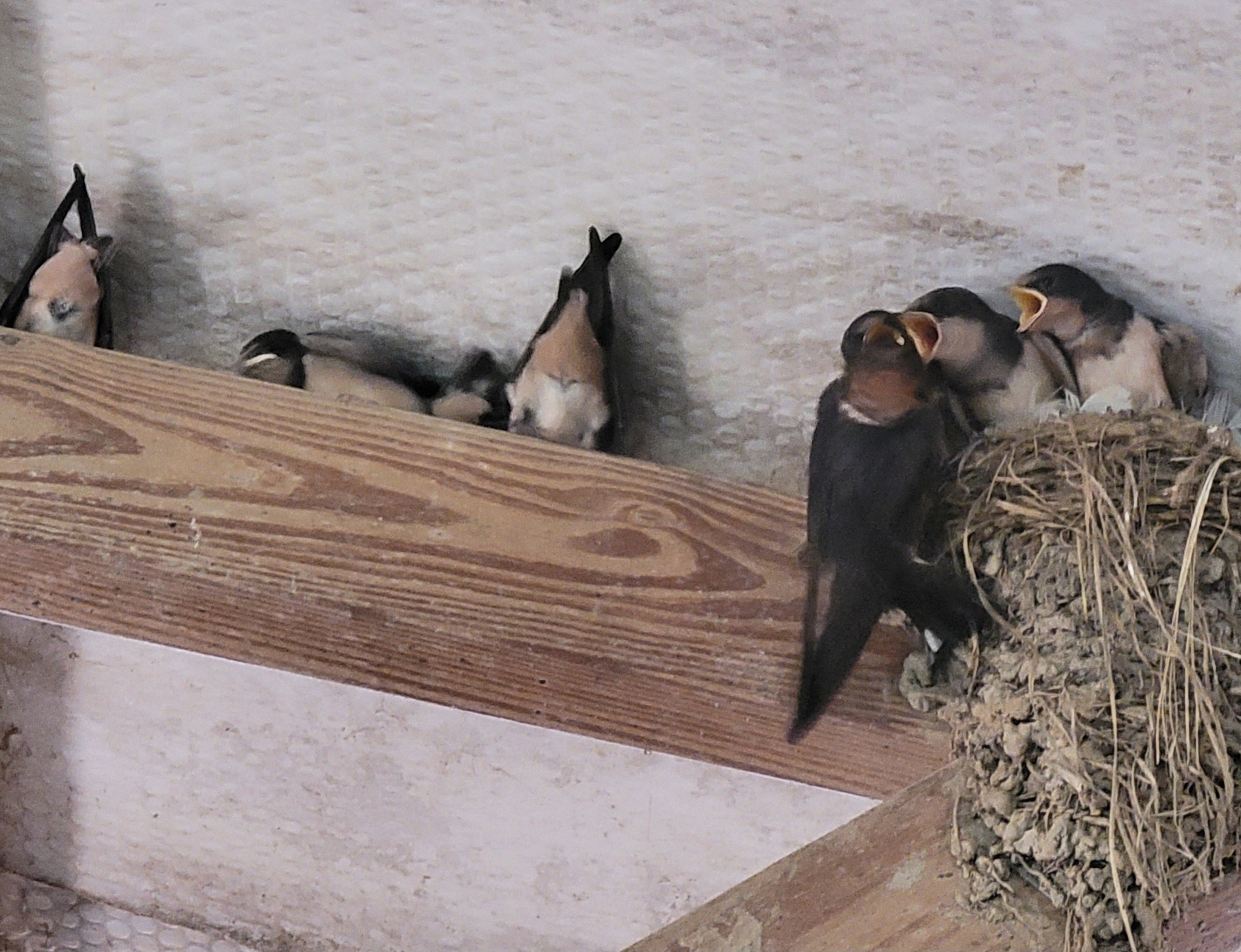 This is parent bird and their... - Two Crows Farm Alpacas | Facebook