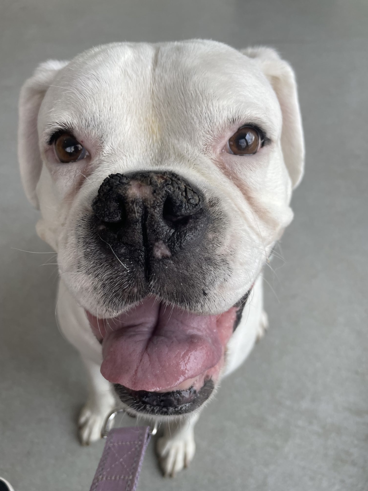 💛 Freyja — Gentle Senior... - Boxer Rescue Network Australia | Facebook