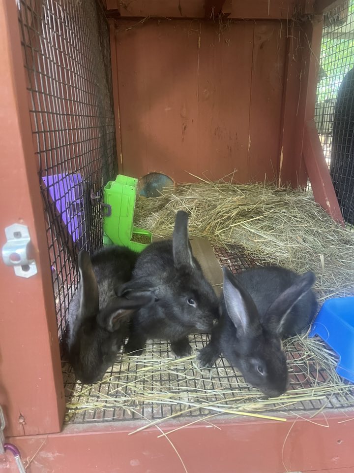 Reading Rabbits | Princeton NJ