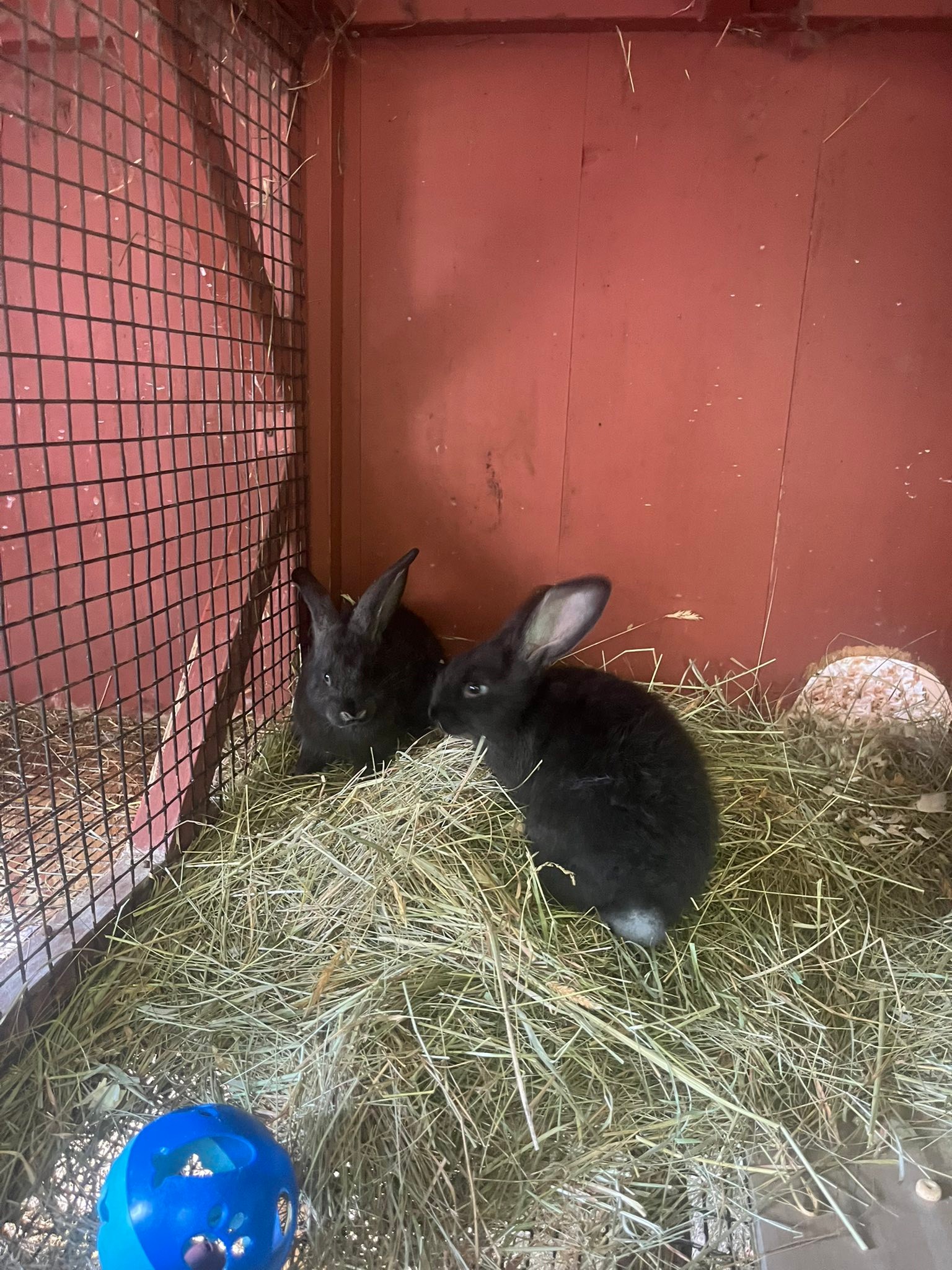Reading Rabbits | Princeton NJ