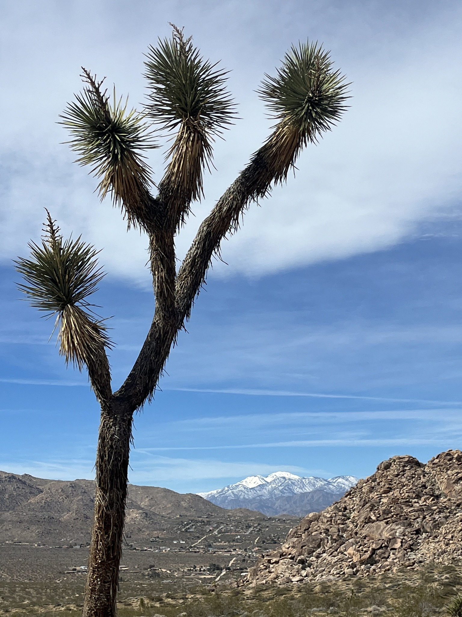 Know your yucca! What's the... - Mojave Desert Land Trust | Facebook