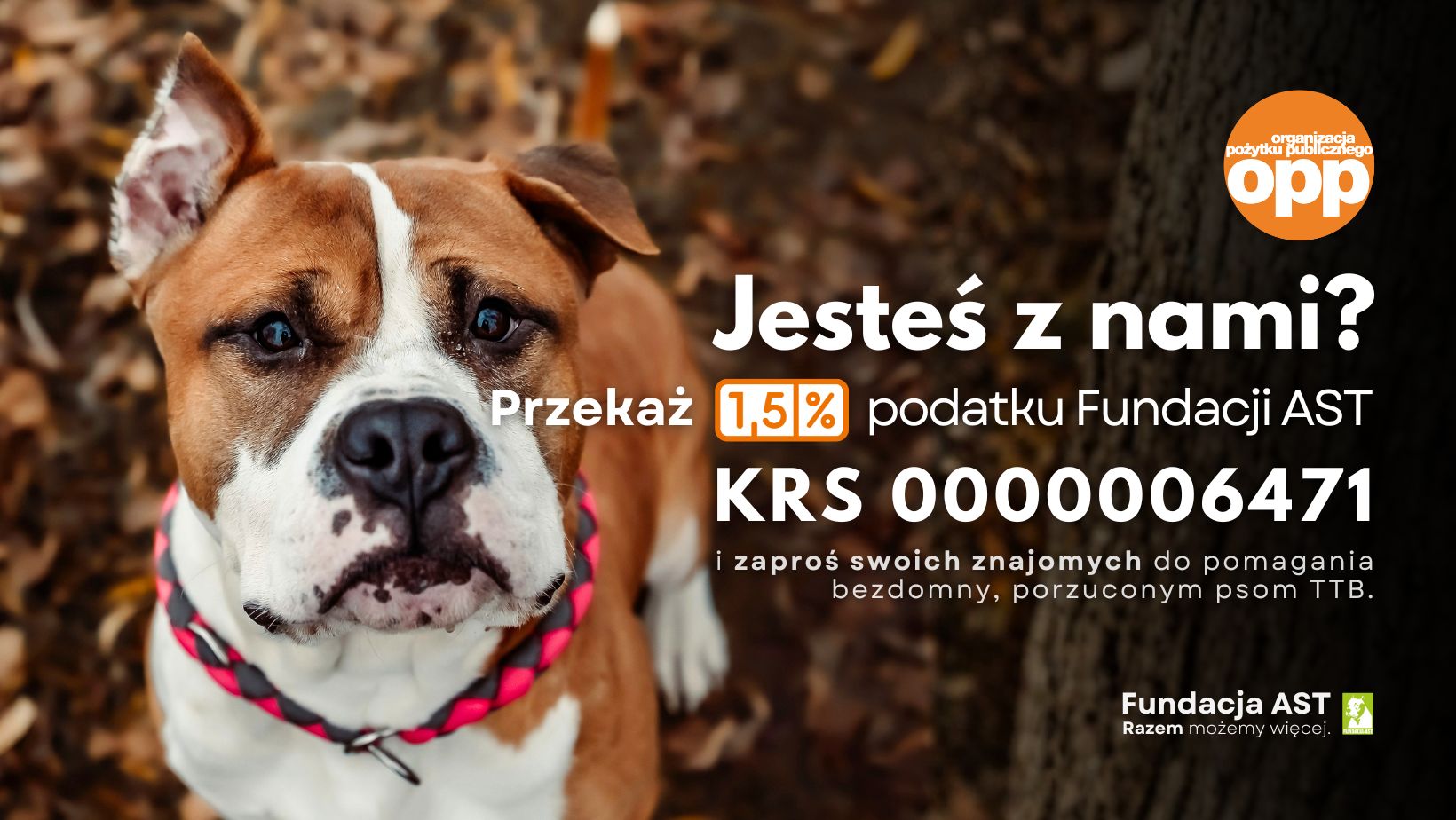 Podaj Łapę Bullom added a new photo. - Podaj Łapę Bullom