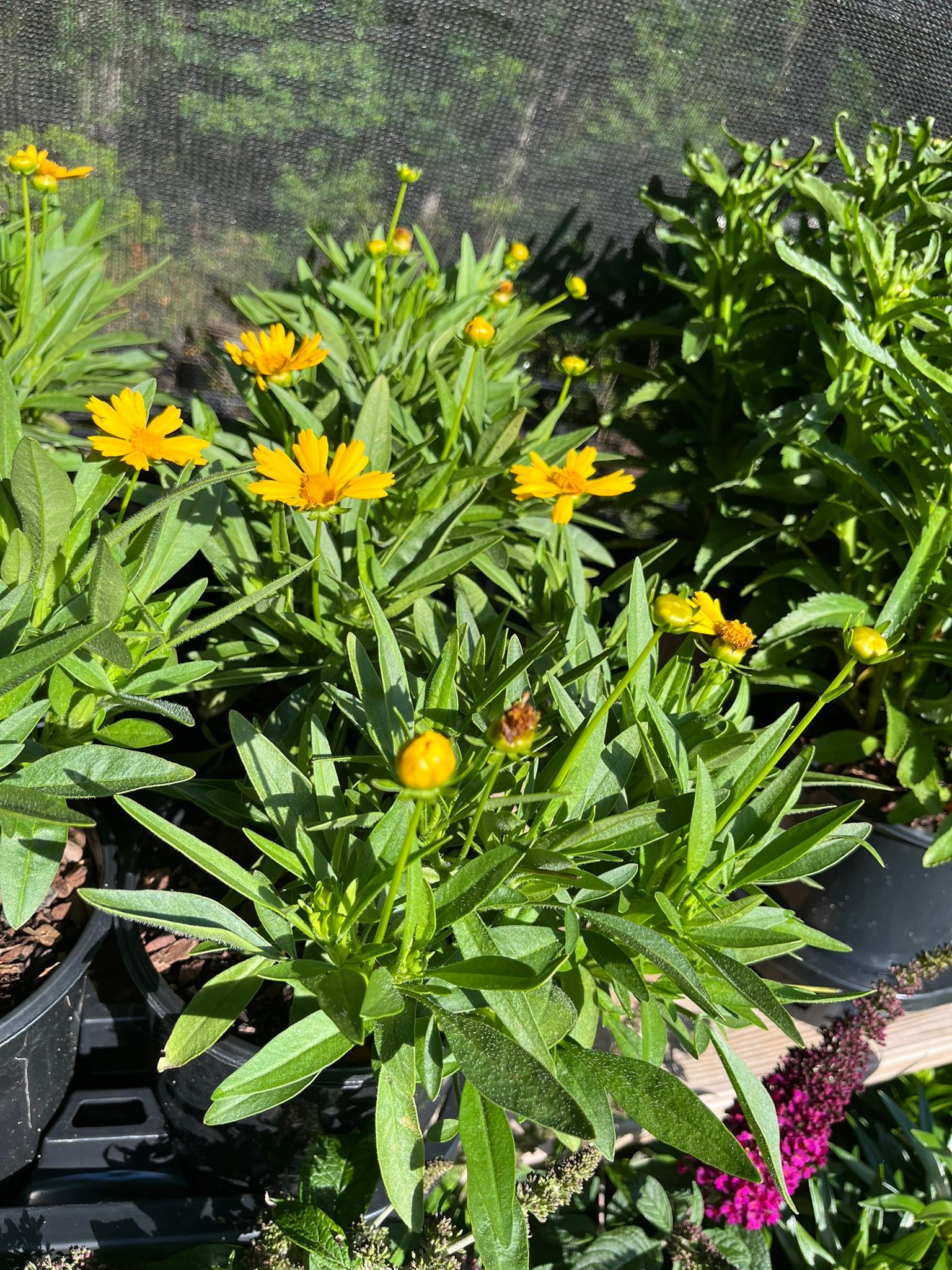 Springwater Sprouts Propagation and Plant Nursery