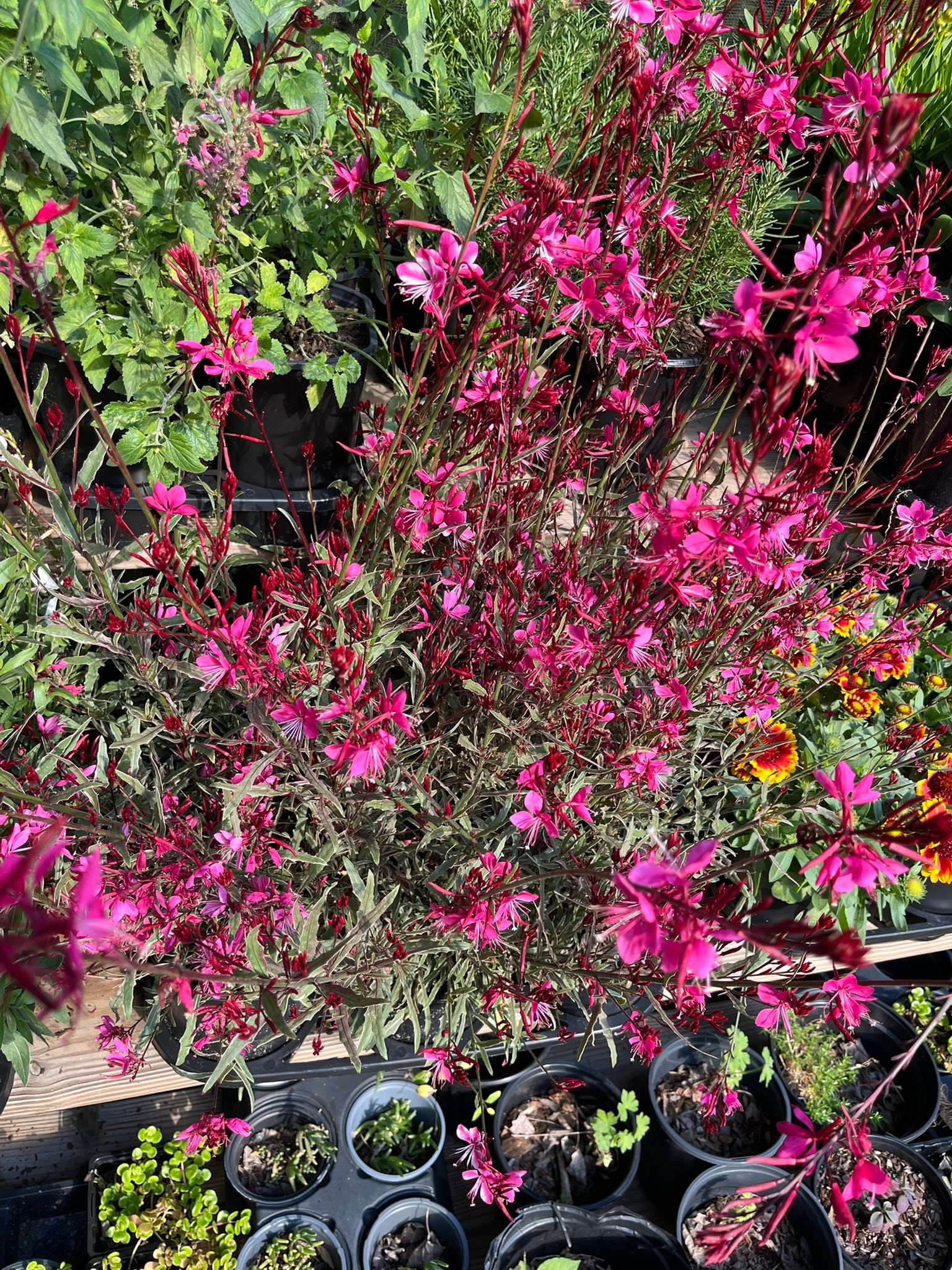 Springwater Sprouts Propagation and Plant Nursery