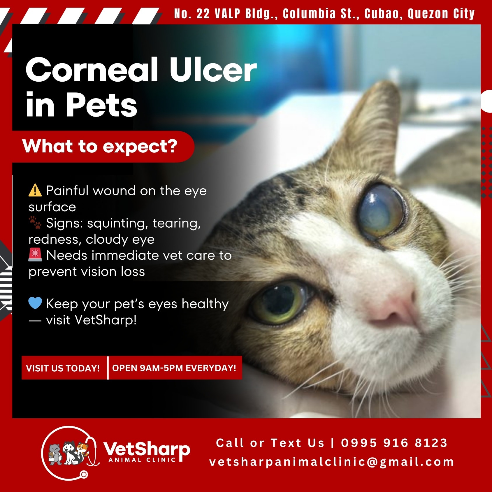 Curated visual reference: Picture Idea: Vetsharp Corneal Ulcer In Pets A Corneal Ulcer Is A