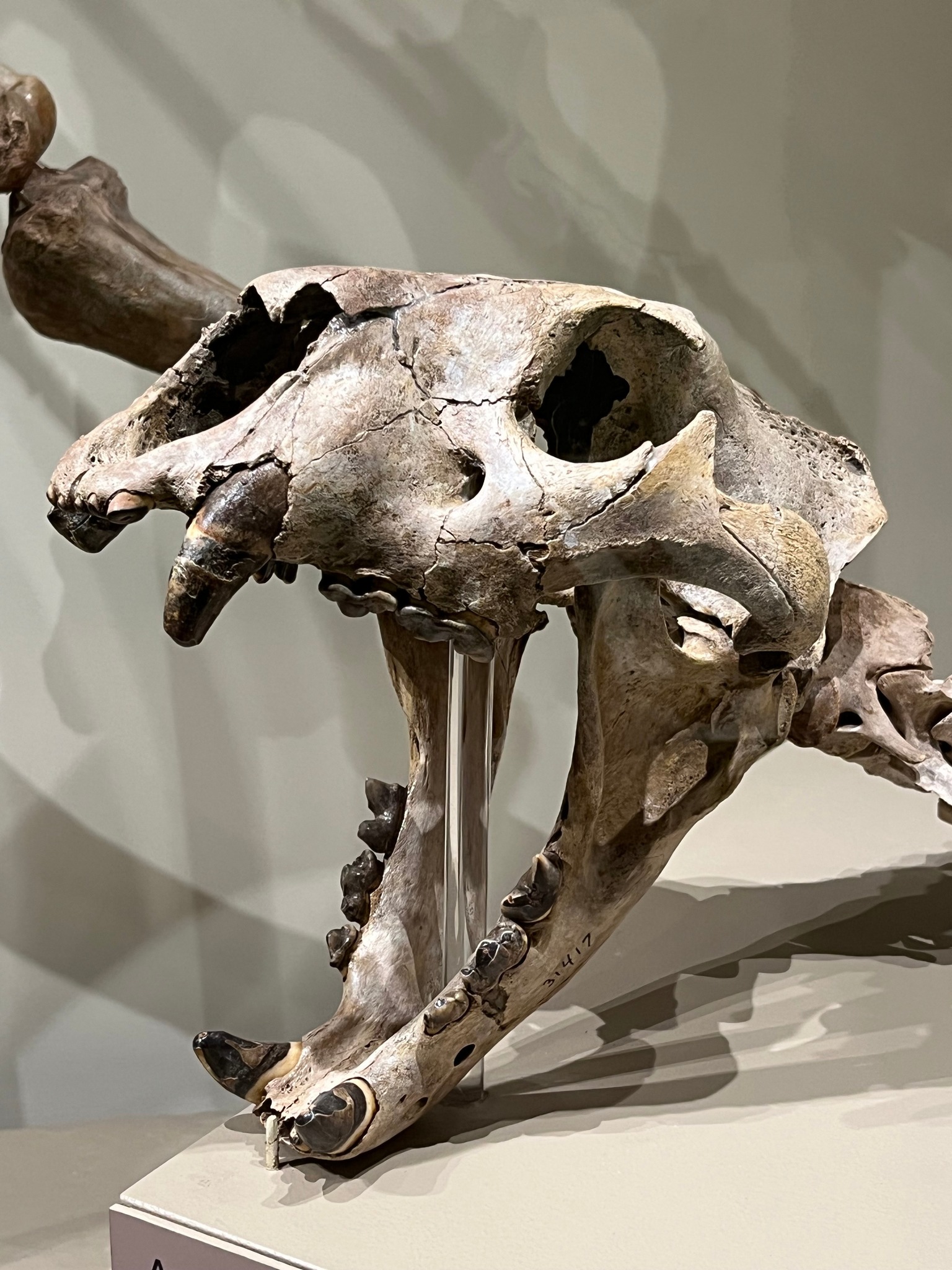 This is a skull and lower jaw of an American lion (Panthera atrox 