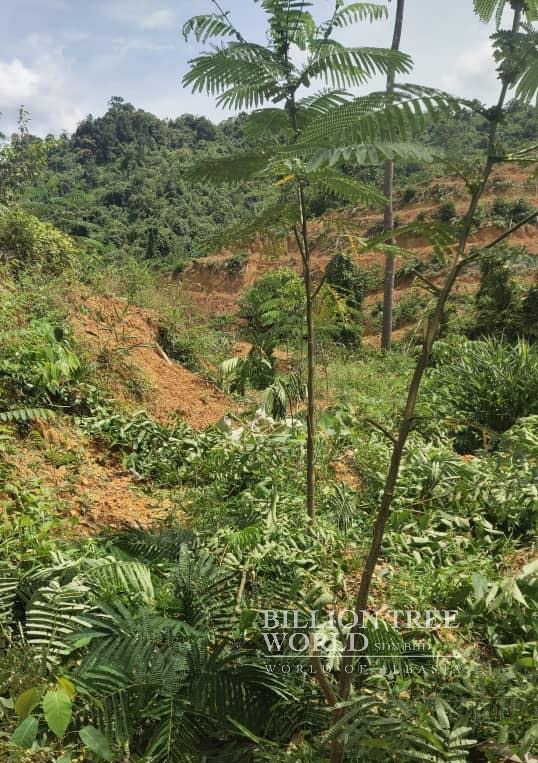 Billion Tree World SDN BHD | Kota Bharu