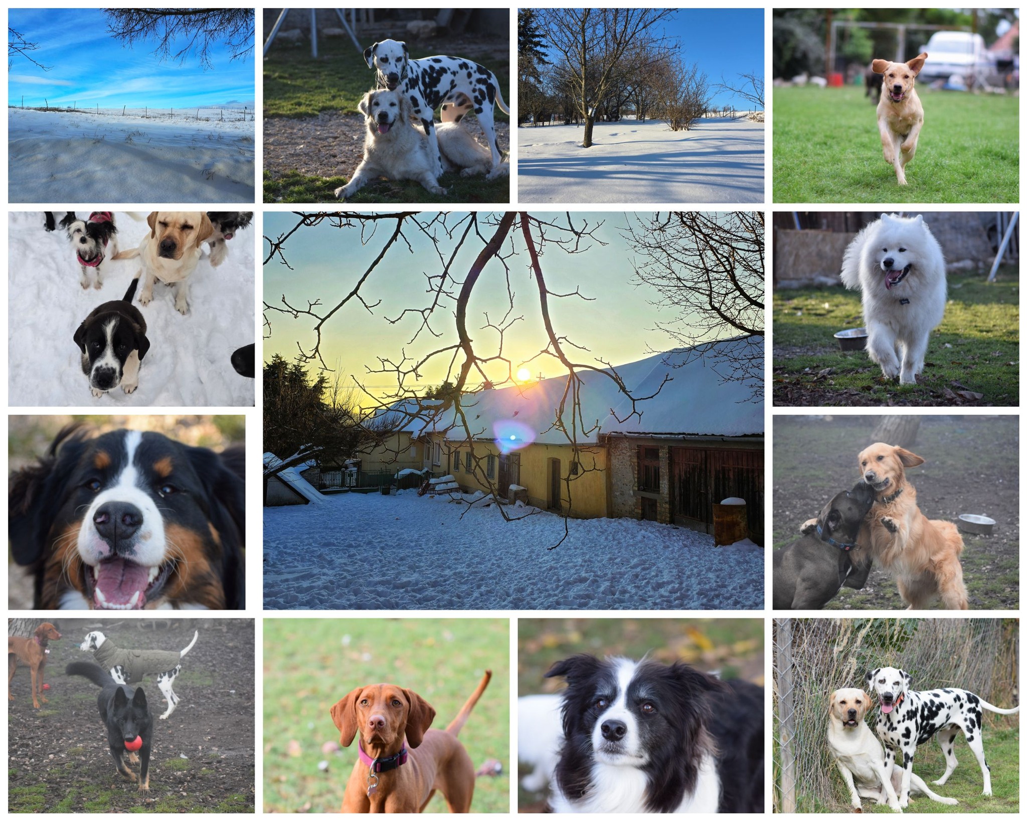 Hungarian Kennel... - Hungarian Kennel Club - MEOE Szövetség