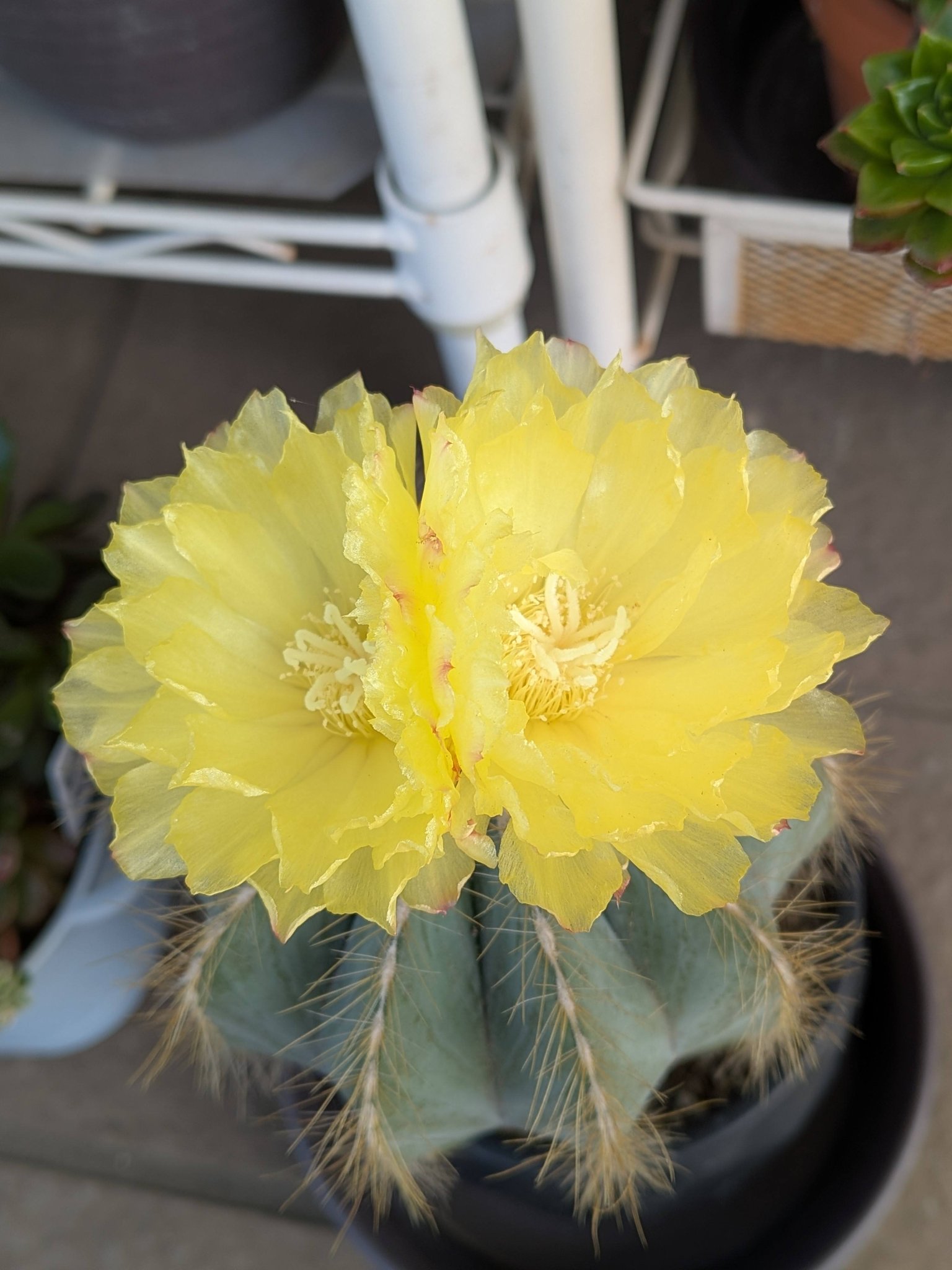 ダイソーのサボテン咲きました🌵