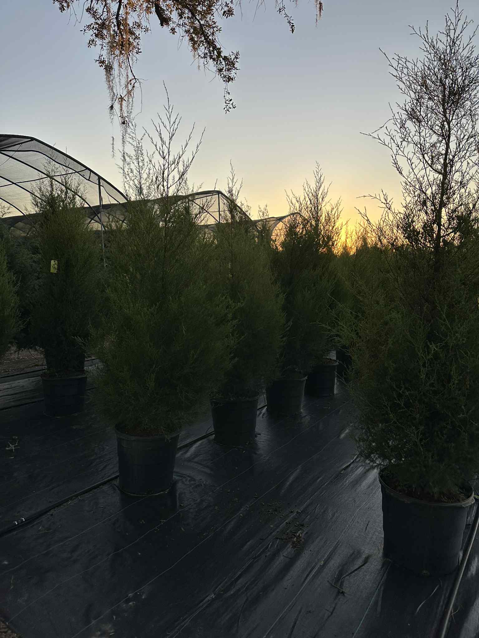 Ergle Christmas Tree Farm | Dade City FL