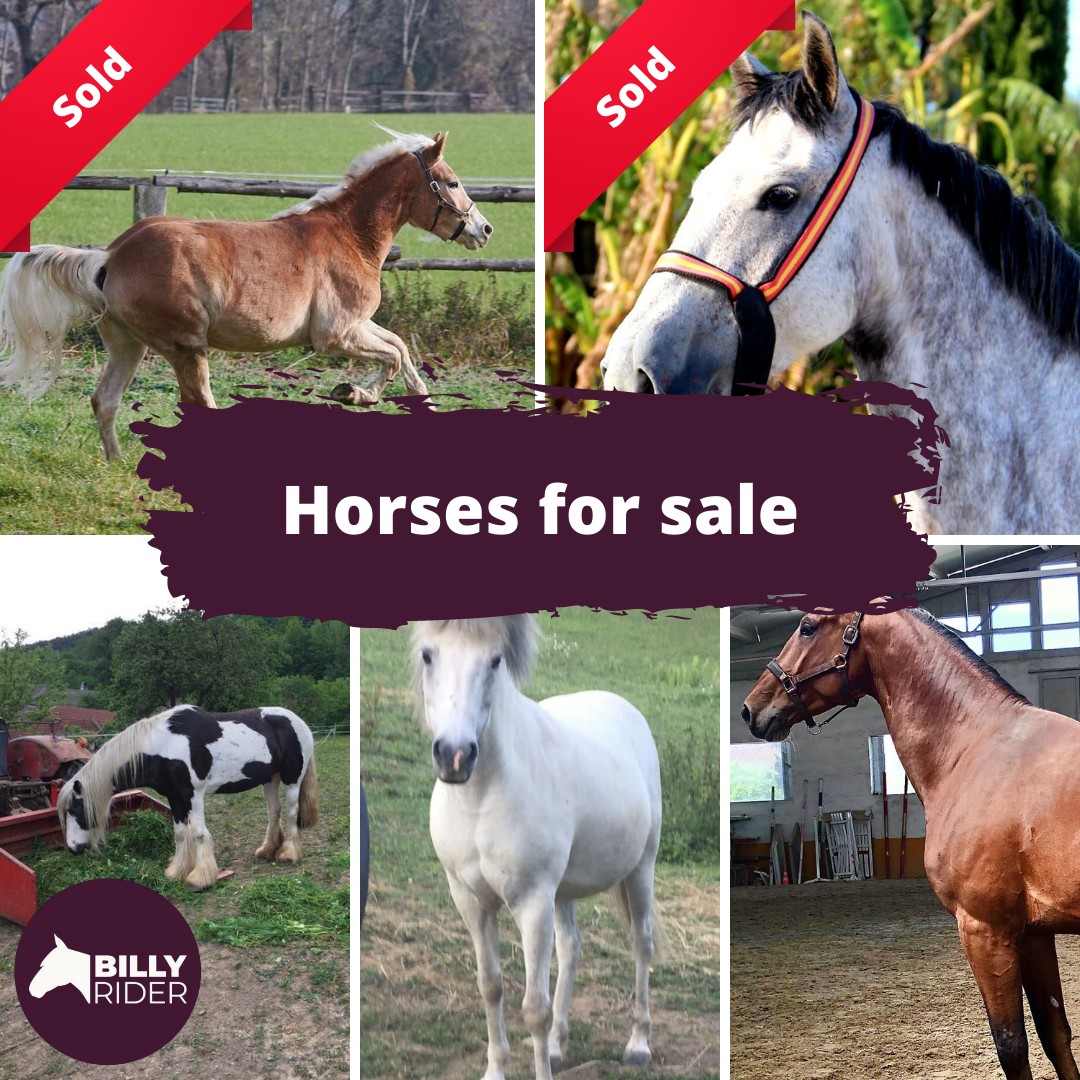BillyRider.com - Wow, there is a lot happening in our...