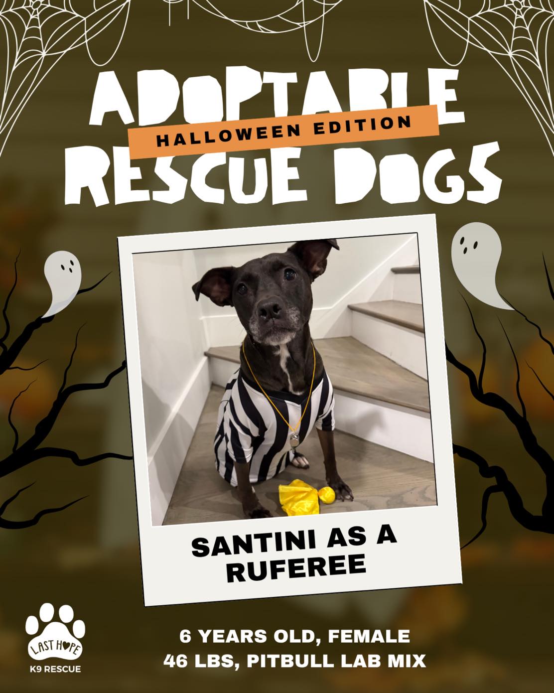 Last Hope K9 Rescue | Boston MA