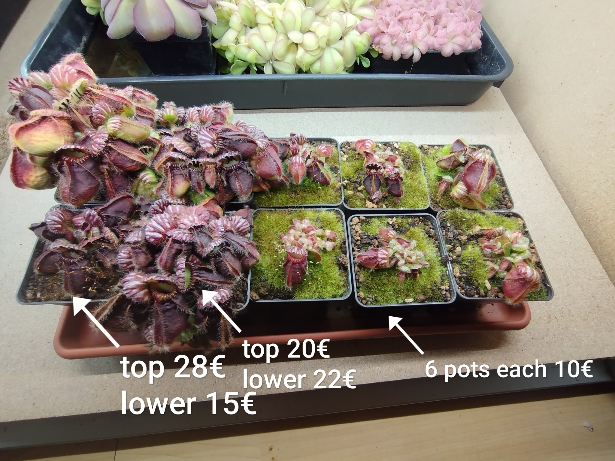 German Gian ジ*ョ様 follicularis Cephalotus