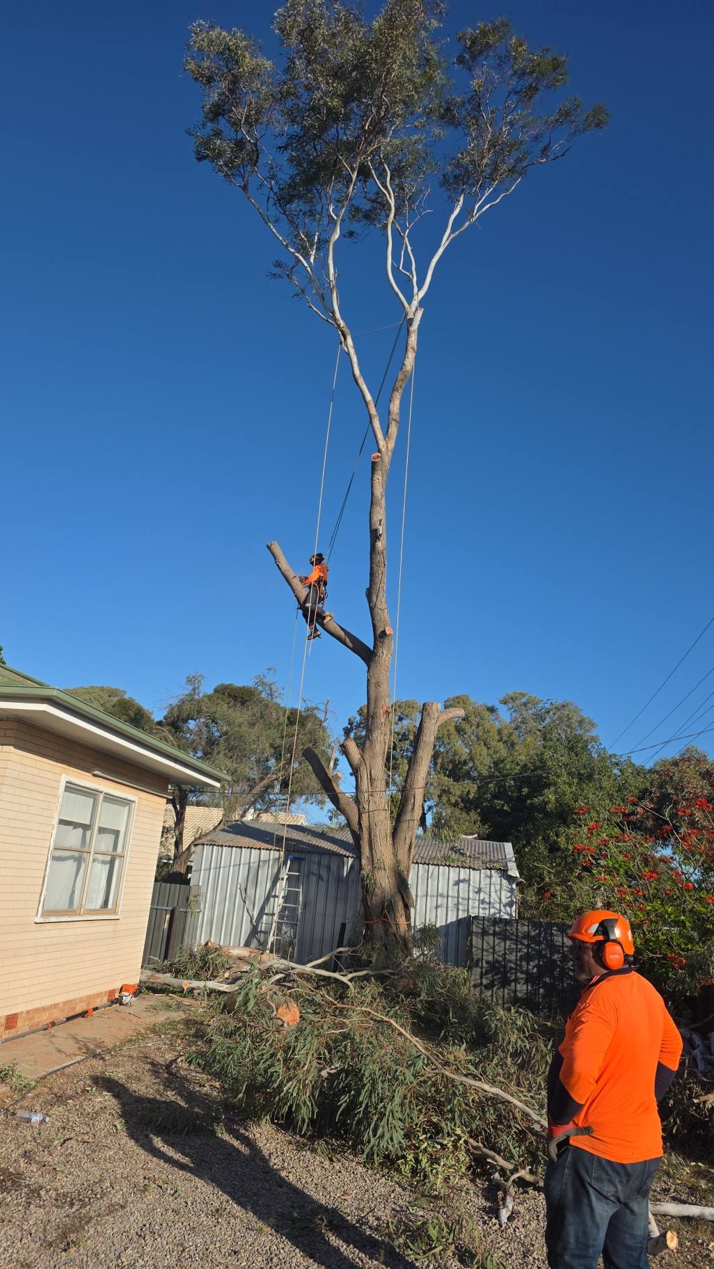 Josh & Jay Tree Services | Mernda VIC