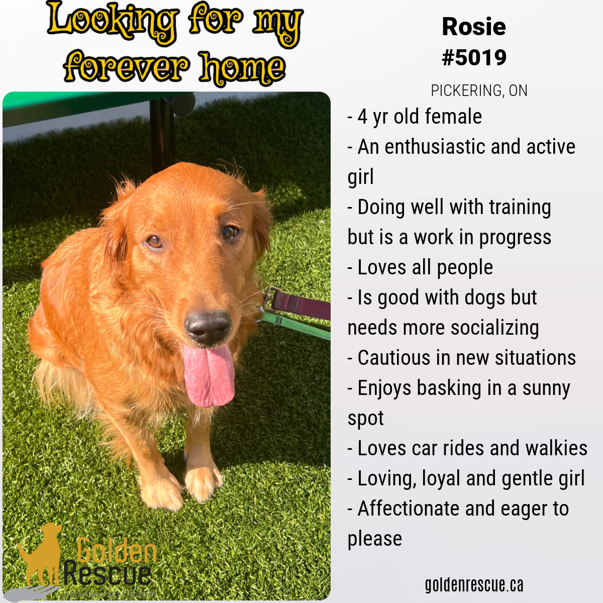 Golden - ADOPTION ALERT - FOR MORE INFORMATION ABOUT THIS OR ANY ...