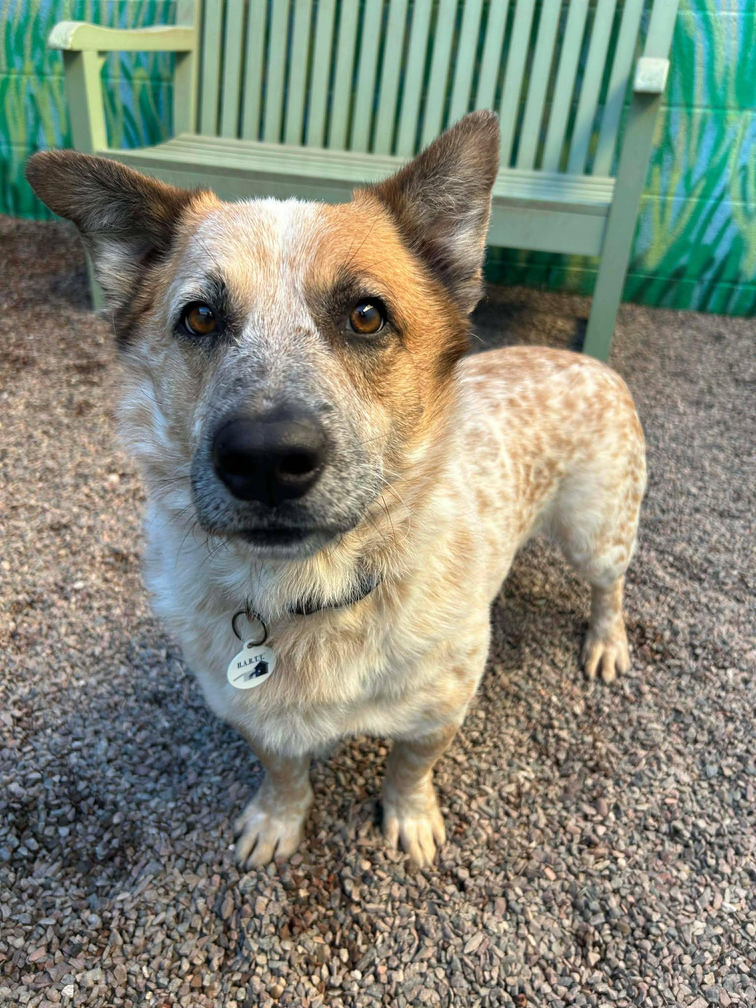 Rescue - Pirate – 2 year old male “Cowboy Corgi” mix Ahoy there—meet ...