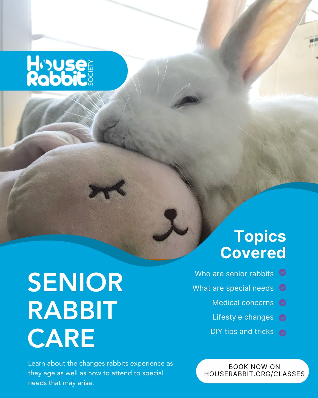 Bunnies_United_Network | Naperville IL