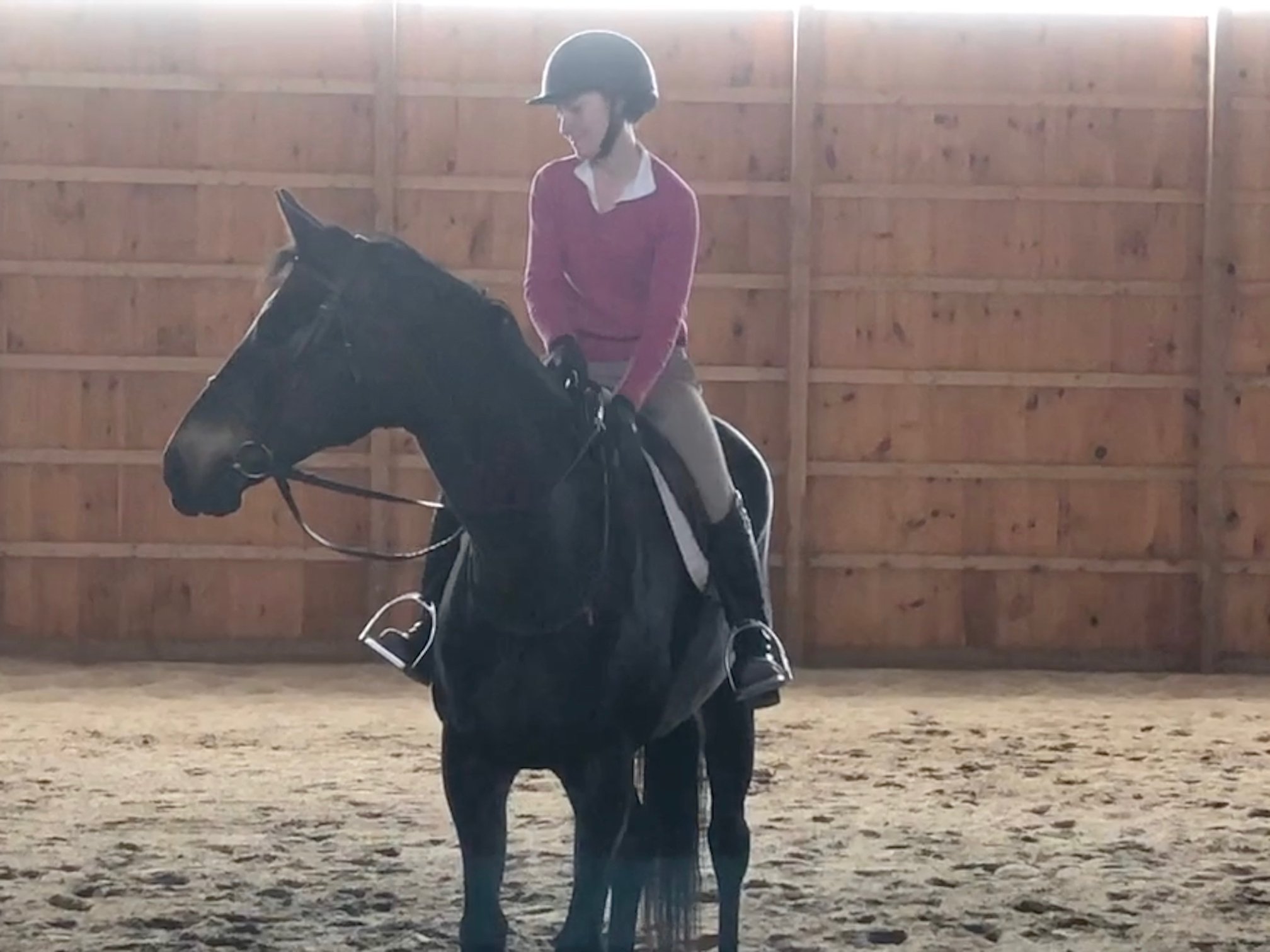 South Jersey Thoroughbred Rescue and Adoption