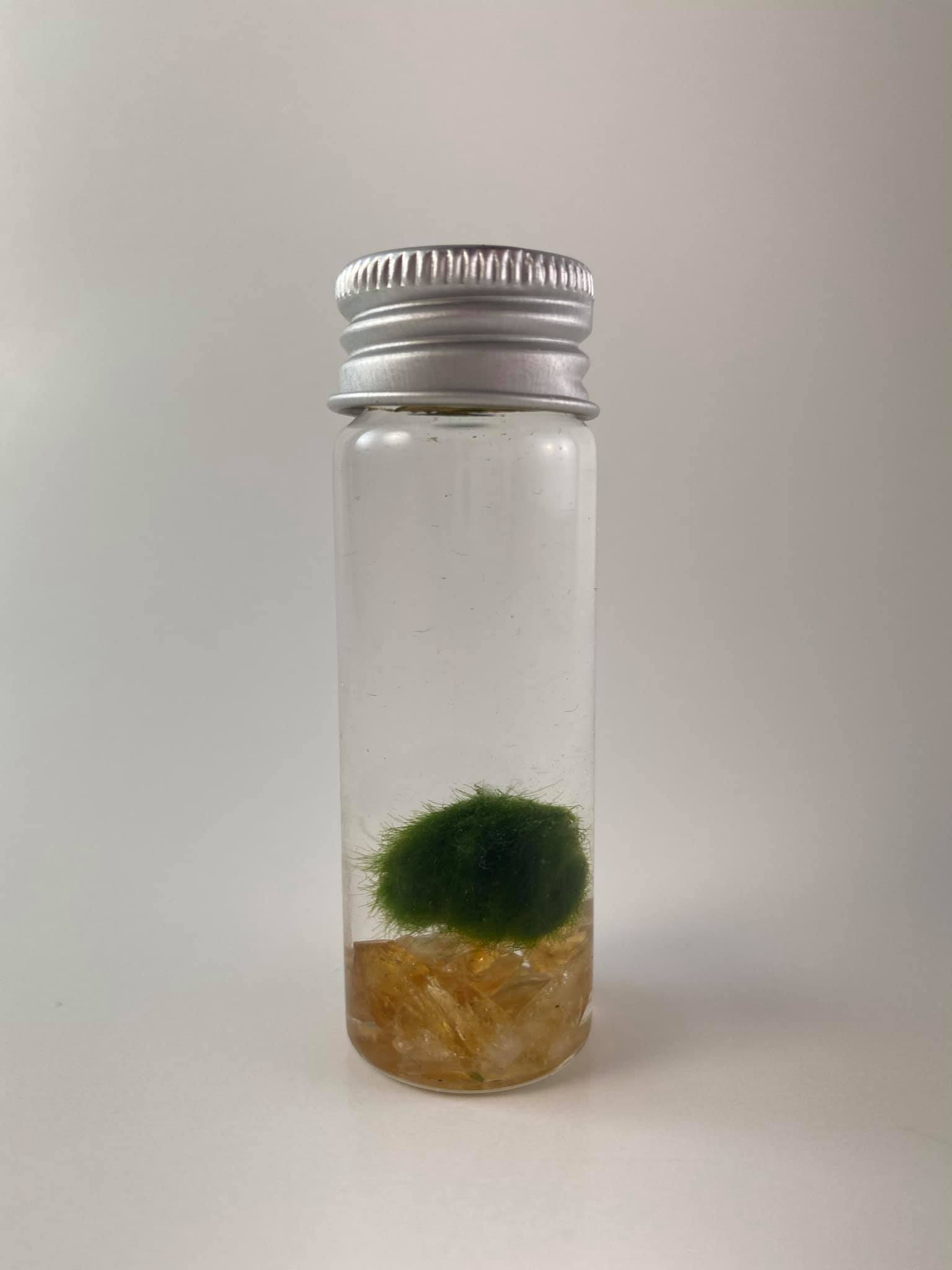 💚 まりもの雫 Marimo no Shizuku — Marimo Droplet I've created my